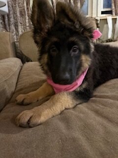 German Shepherd puppy (female) image 1