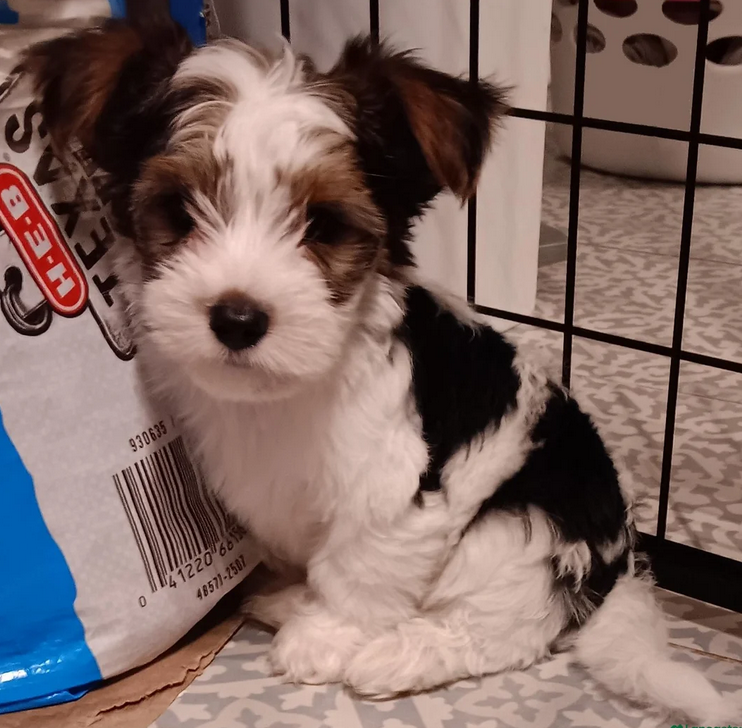 Parti-Biewer Yorkshire Terrier 1Female 2Male image 2
