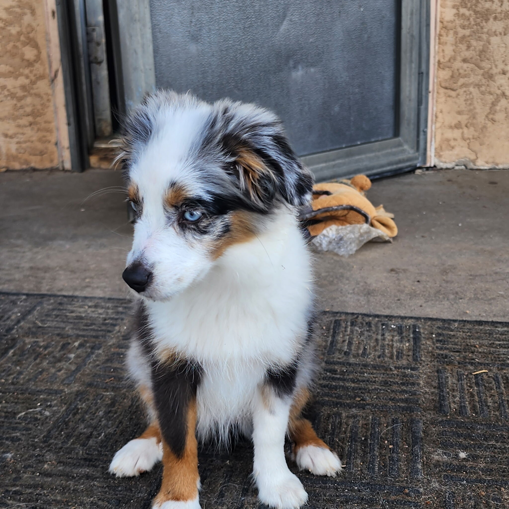 1 Mini Australian Shepherd Puppy image 2