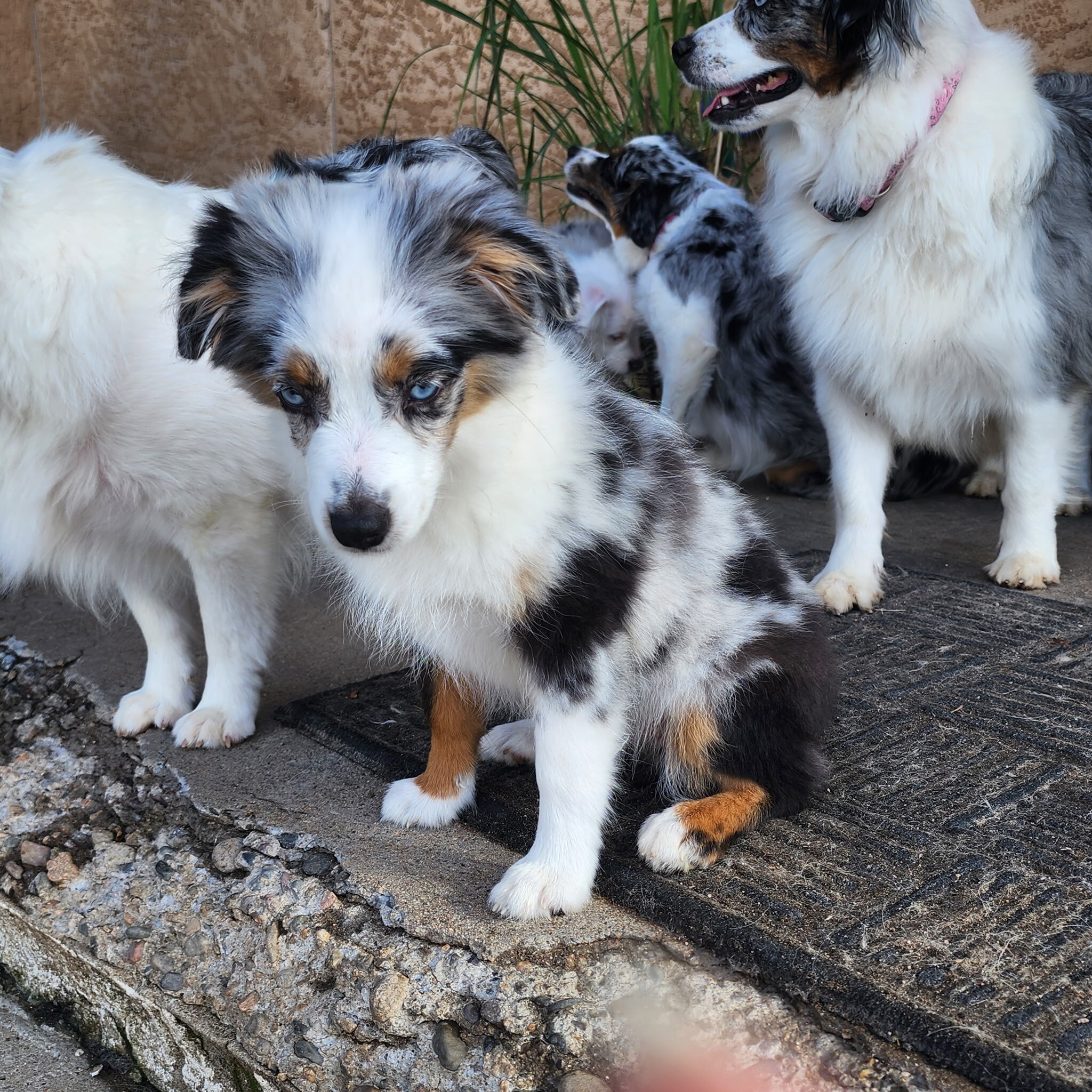 1 Mini Australian Shepherd Puppy image 3