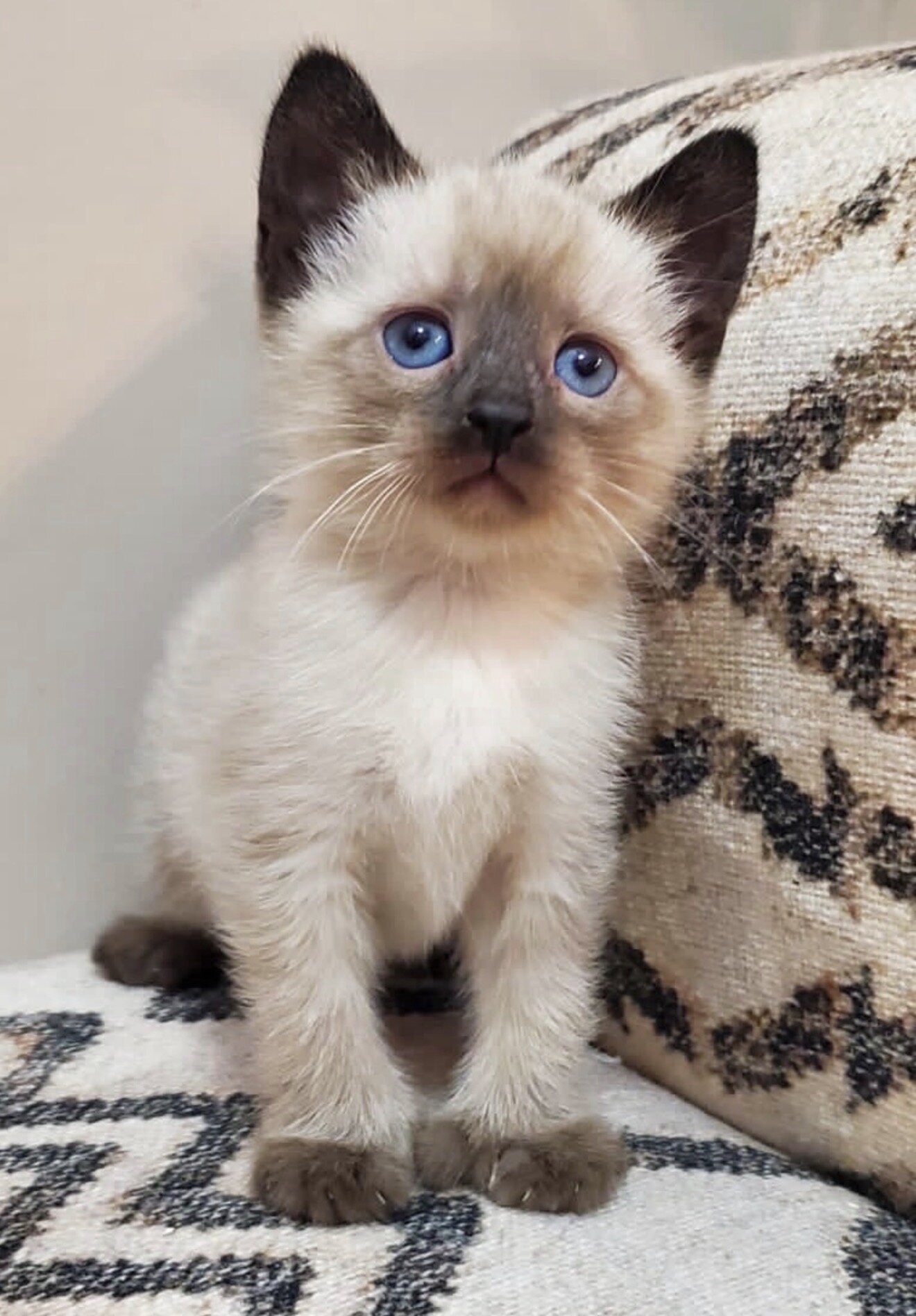 Siamese kittens image 1