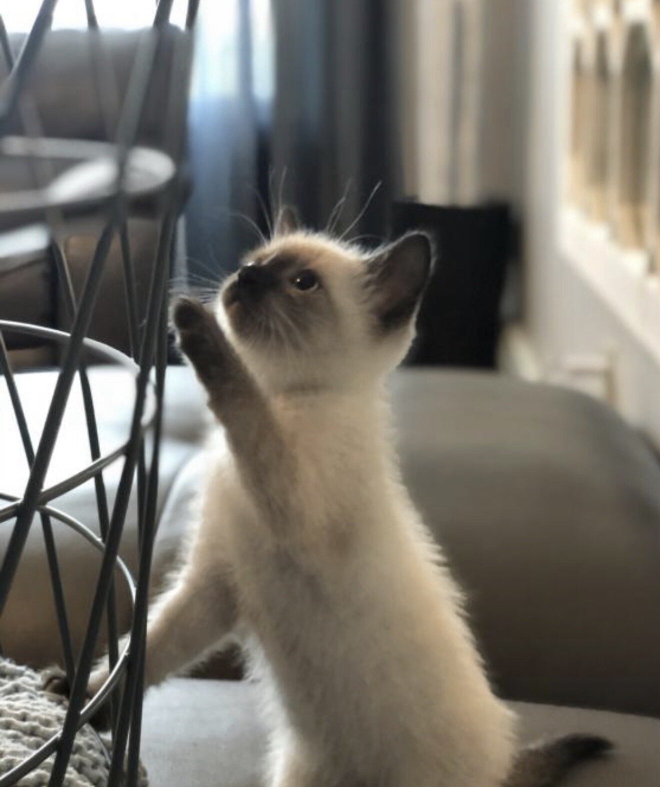Siamese kittens image 2