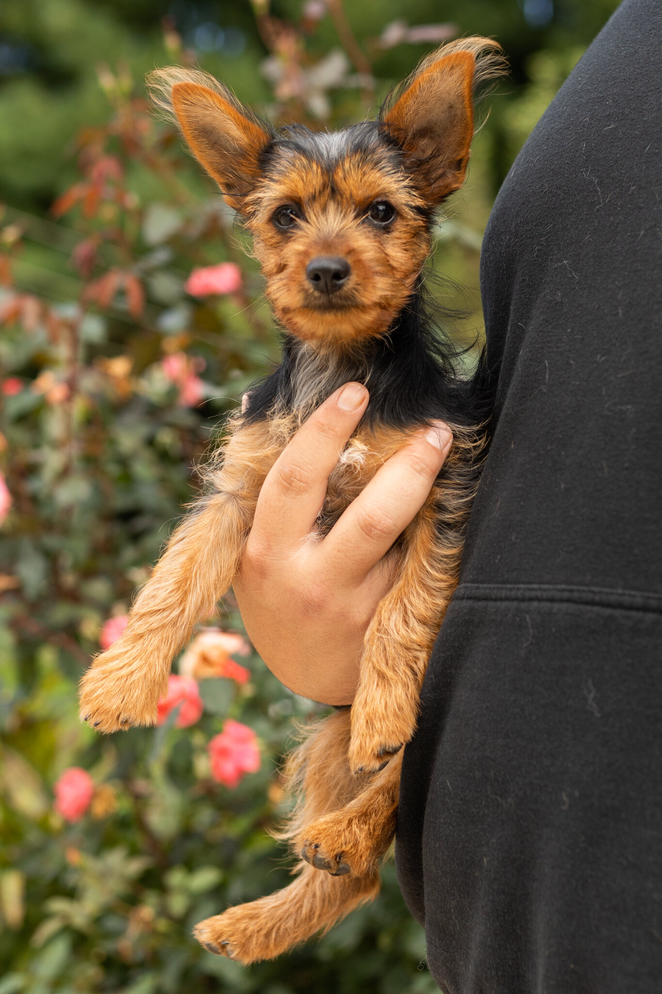 AKC Yorkie female puppy in Indiana (Stacey) image 1