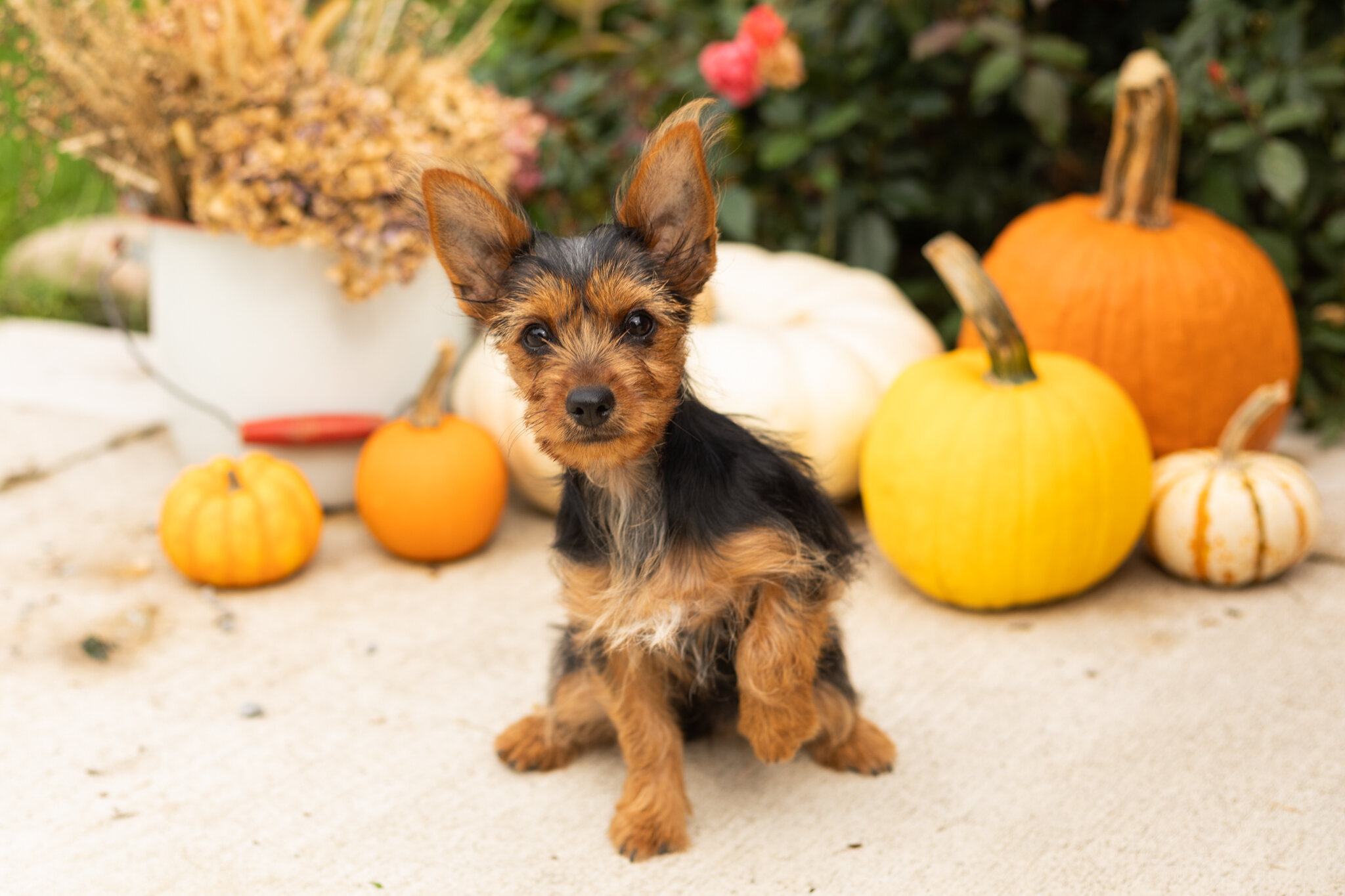 AKC Yorkie female puppy in Indiana (Stacey) image 2