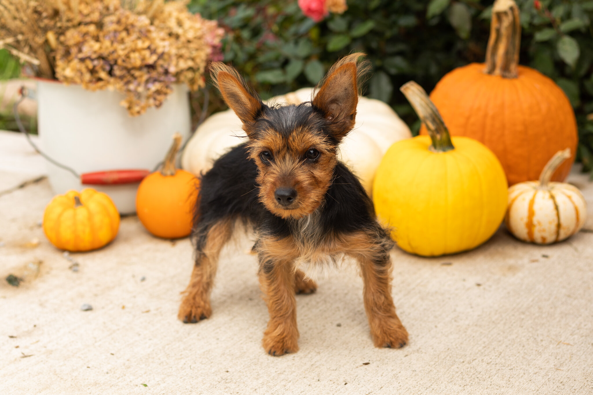 AKC Yorkie female puppy in Indiana (Stacey) image 3