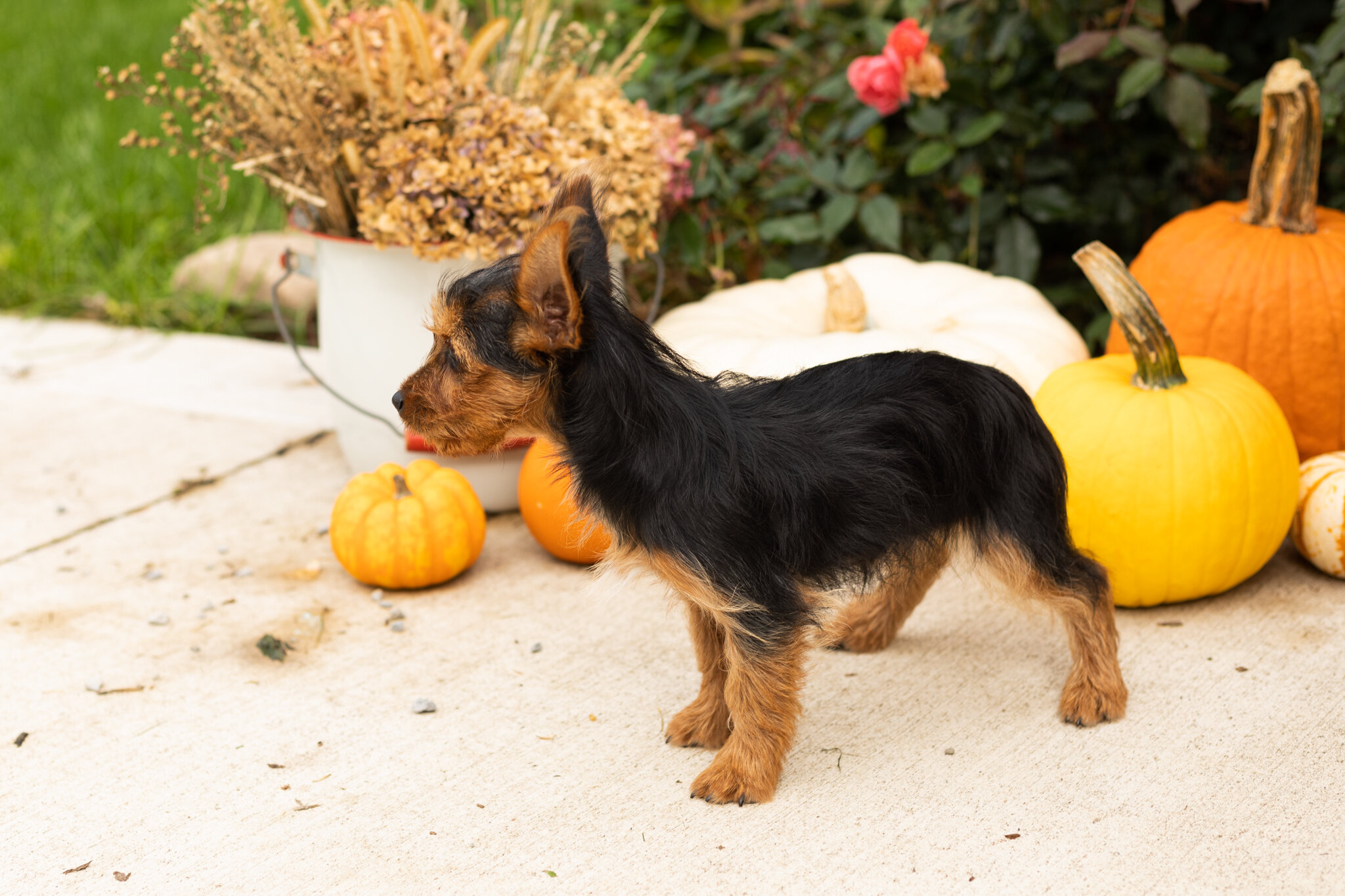AKC Yorkie female puppy in Indiana (Stacey) image 4