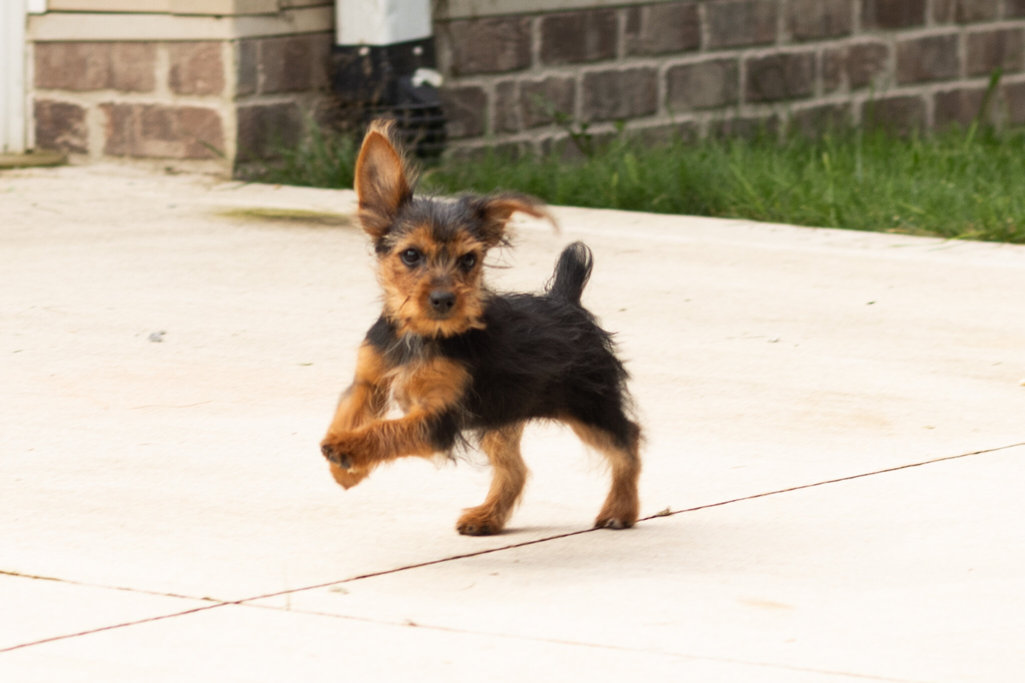 AKC Yorkie female puppy in Indiana (Muriel) image 2