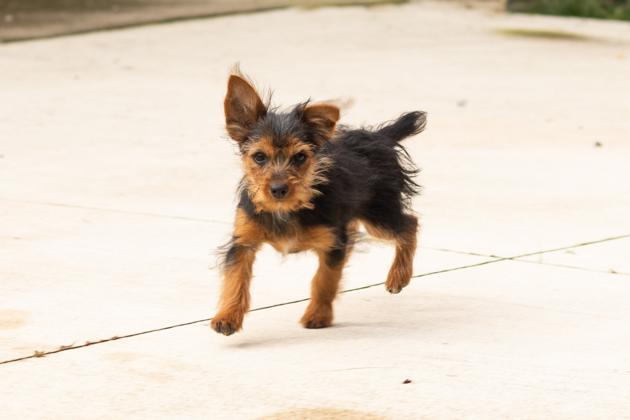 AKC Yorkie female puppy in Indiana (Muriel) image 3