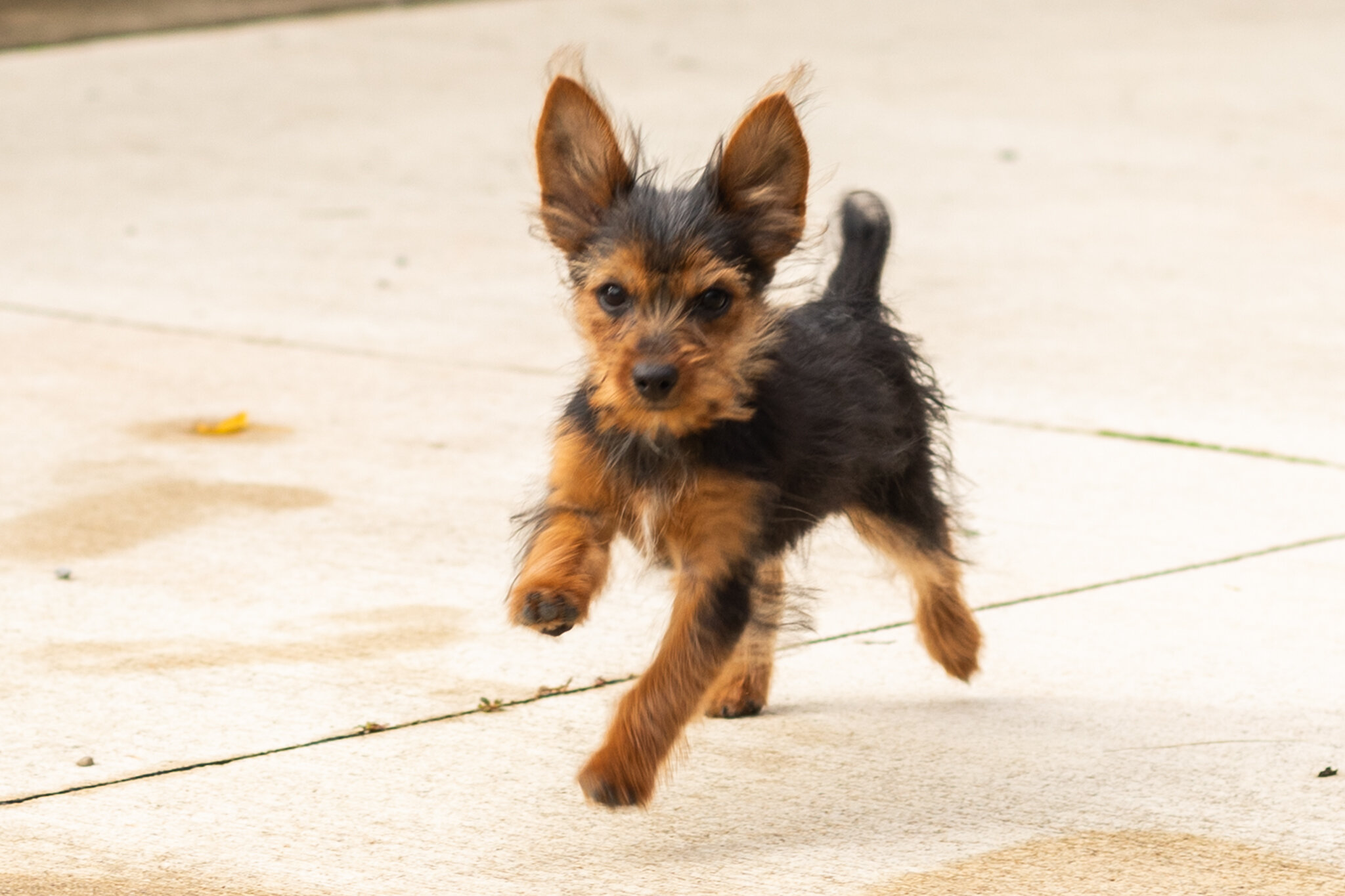 AKC Yorkie female puppy in Indiana (Muriel) image 1
