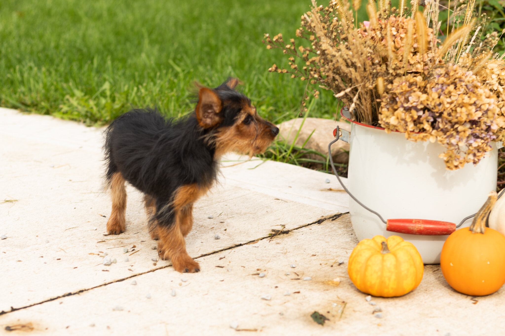 AKC Yorkie female puppy in Indiana (Muriel) image 4