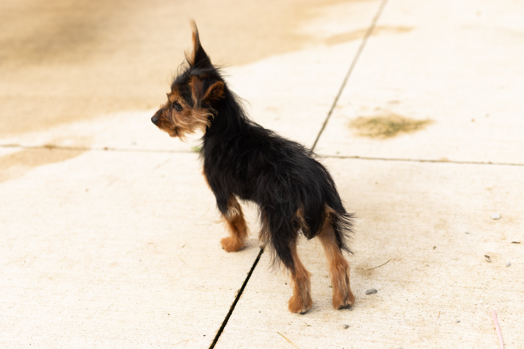AKC Yorkie female puppy in Indiana (Muriel) image 5