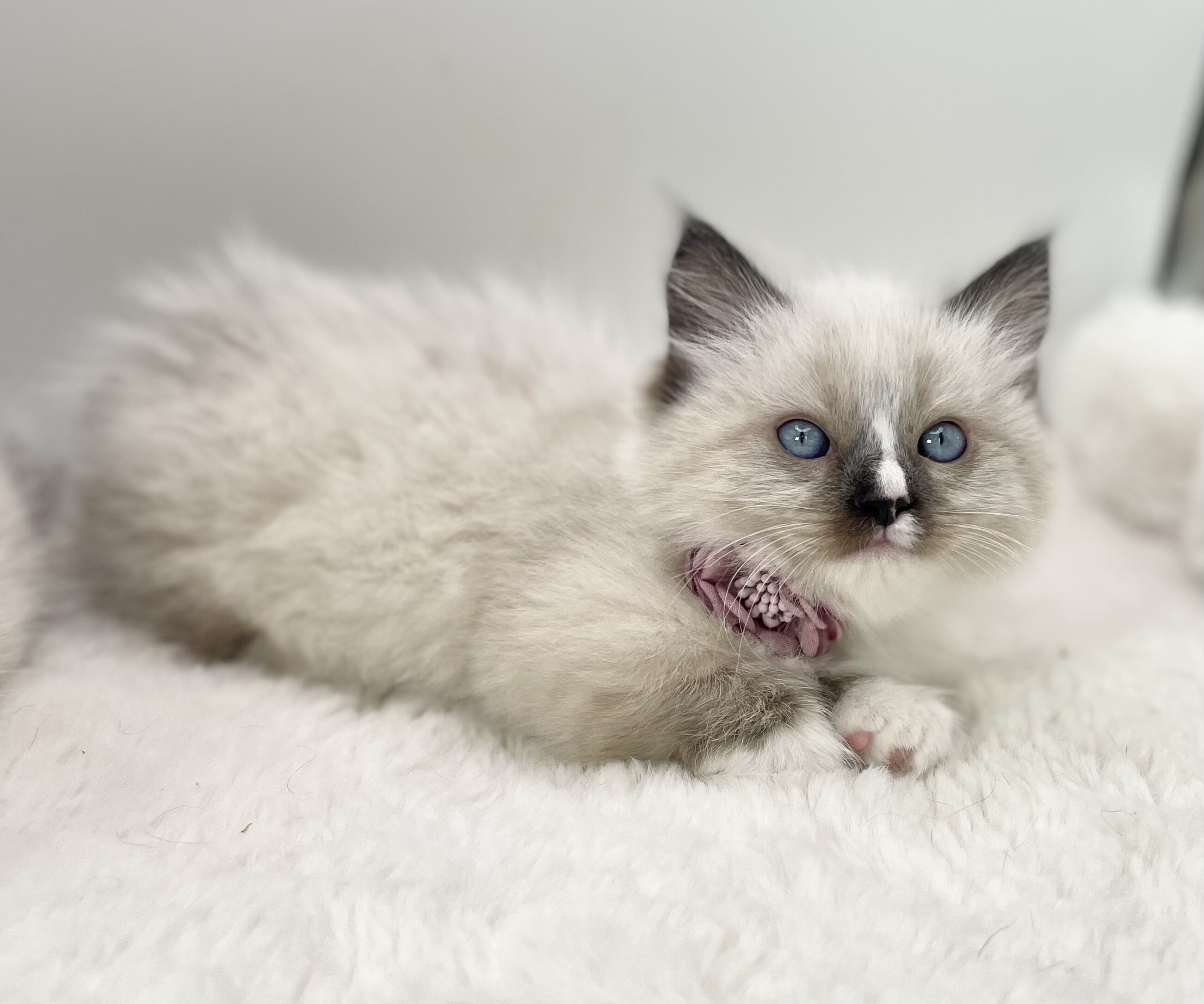 Munchkin Ragdoll Kittens image 9