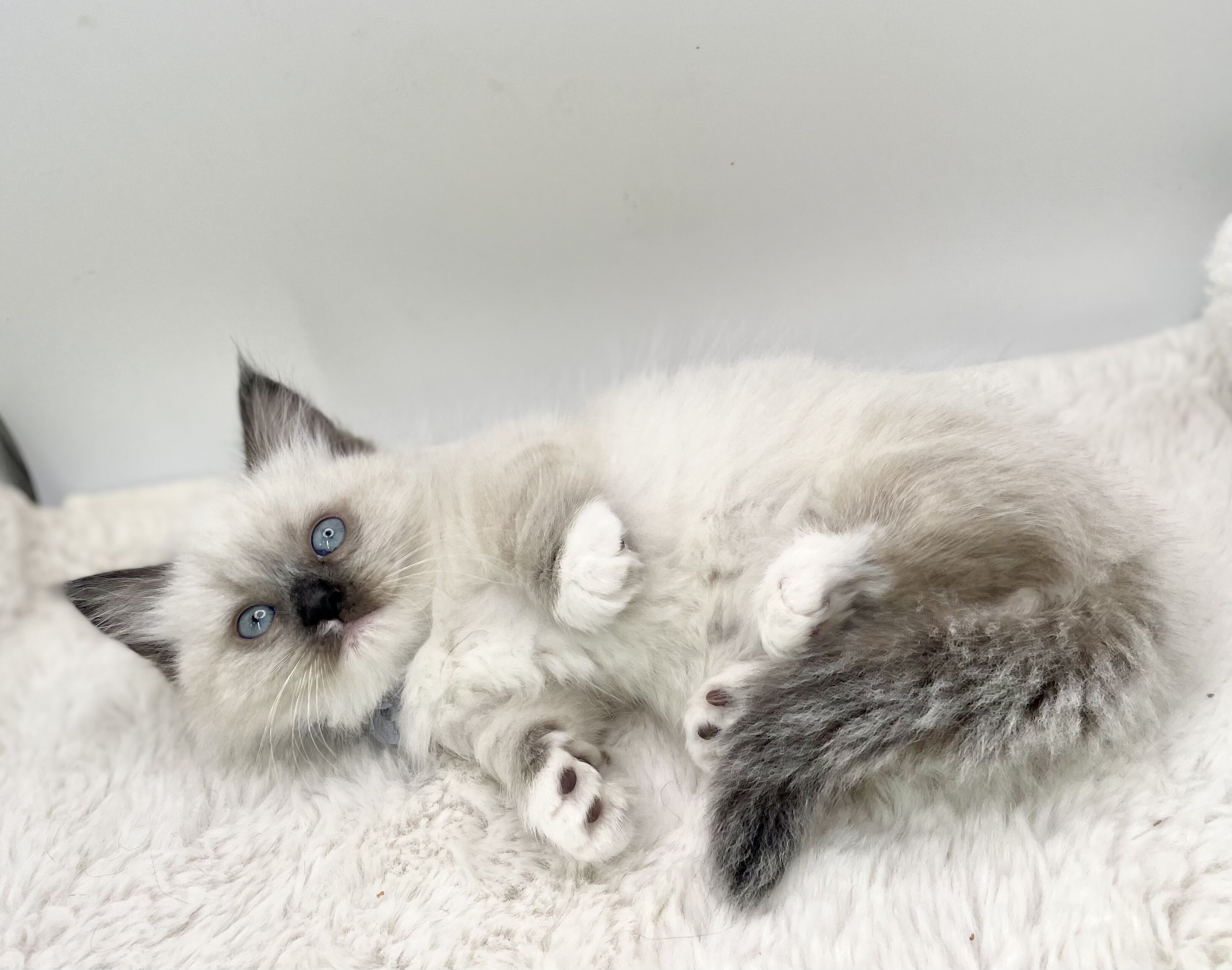 Munchkin Ragdoll Kittens image 8