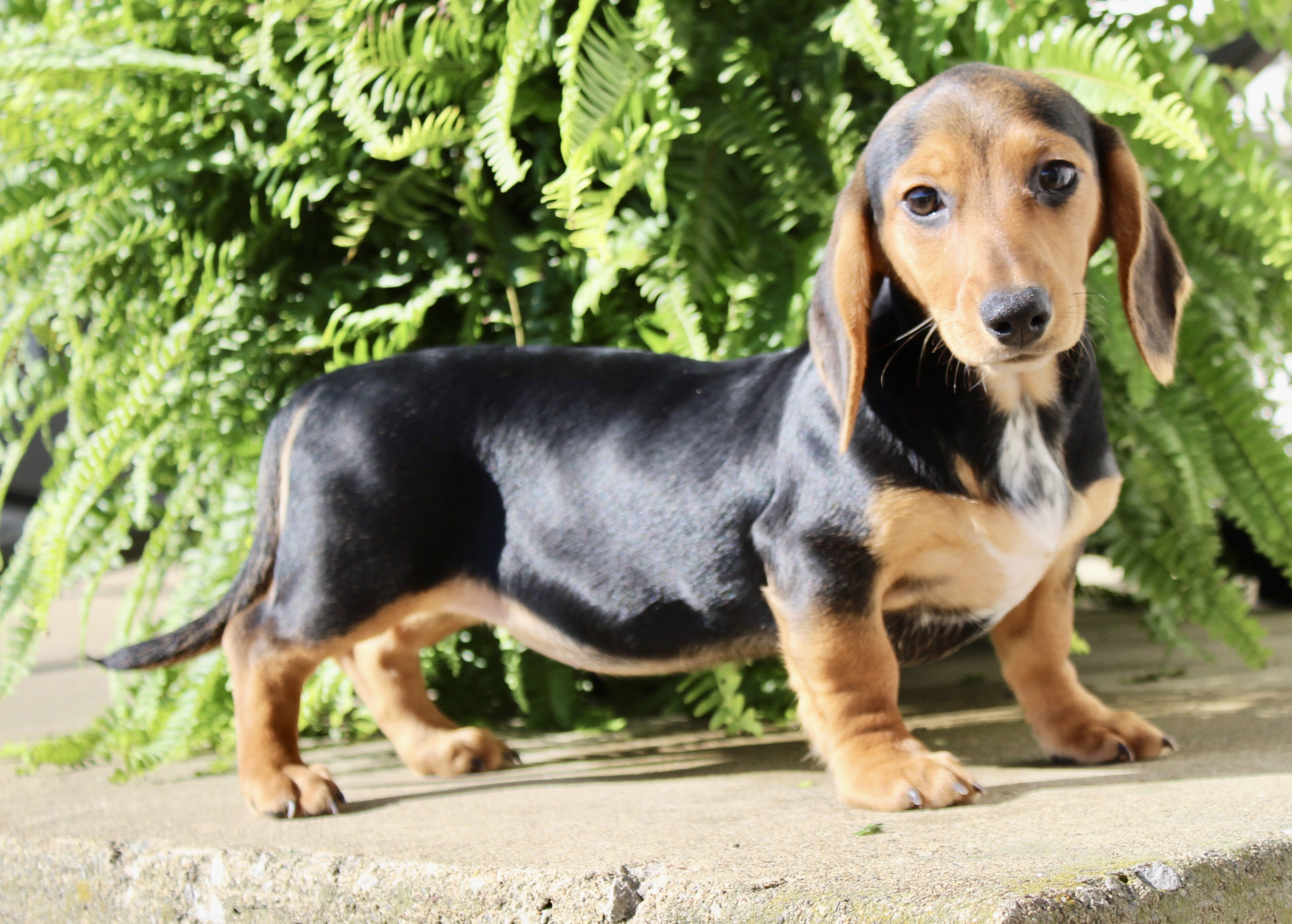 Marla Female Mini Dachshund image 2