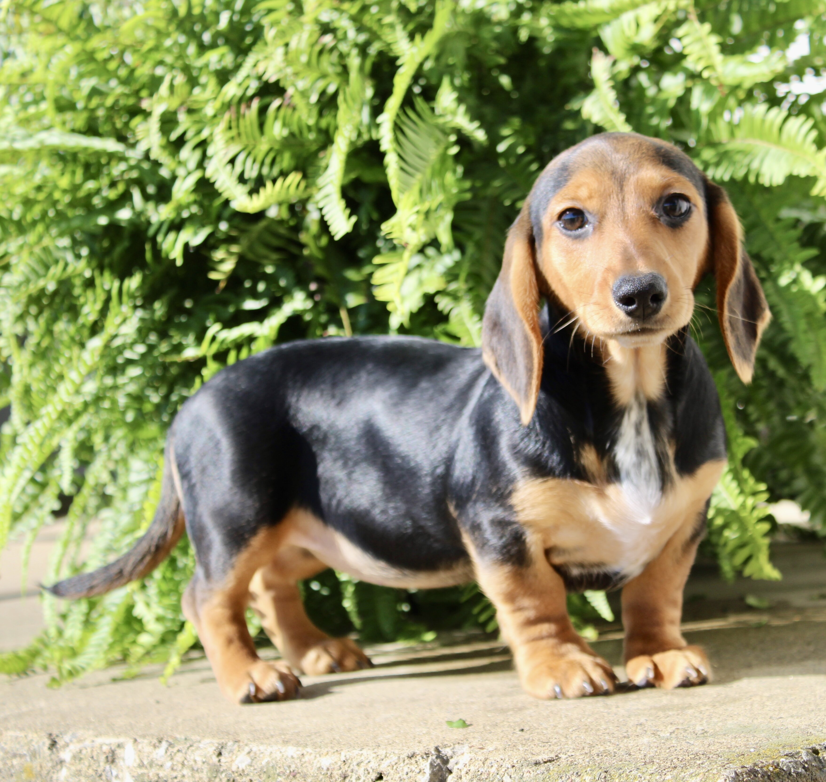 Marla Female Mini Dachshund image 4