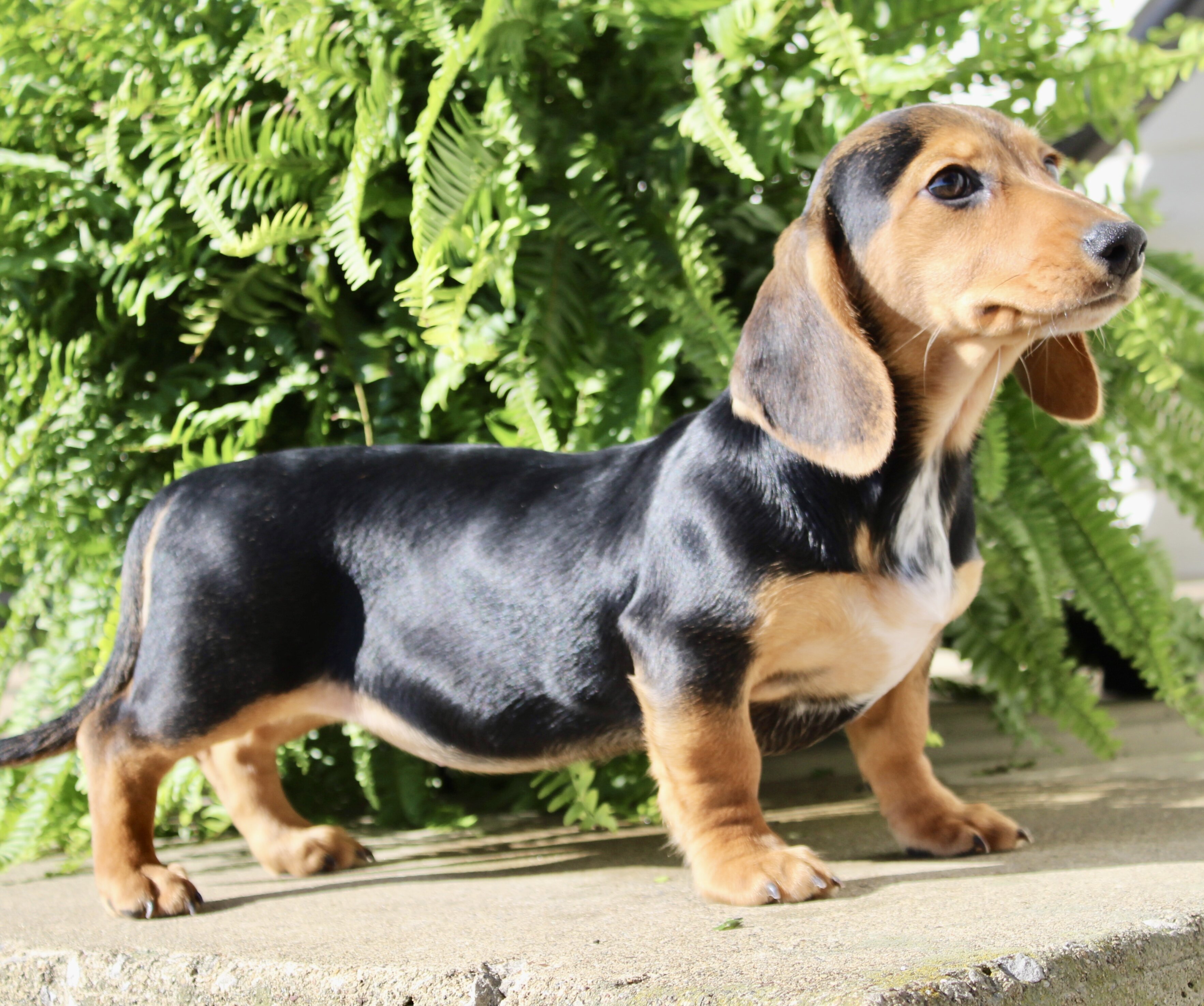 Marla Female Mini Dachshund image 3