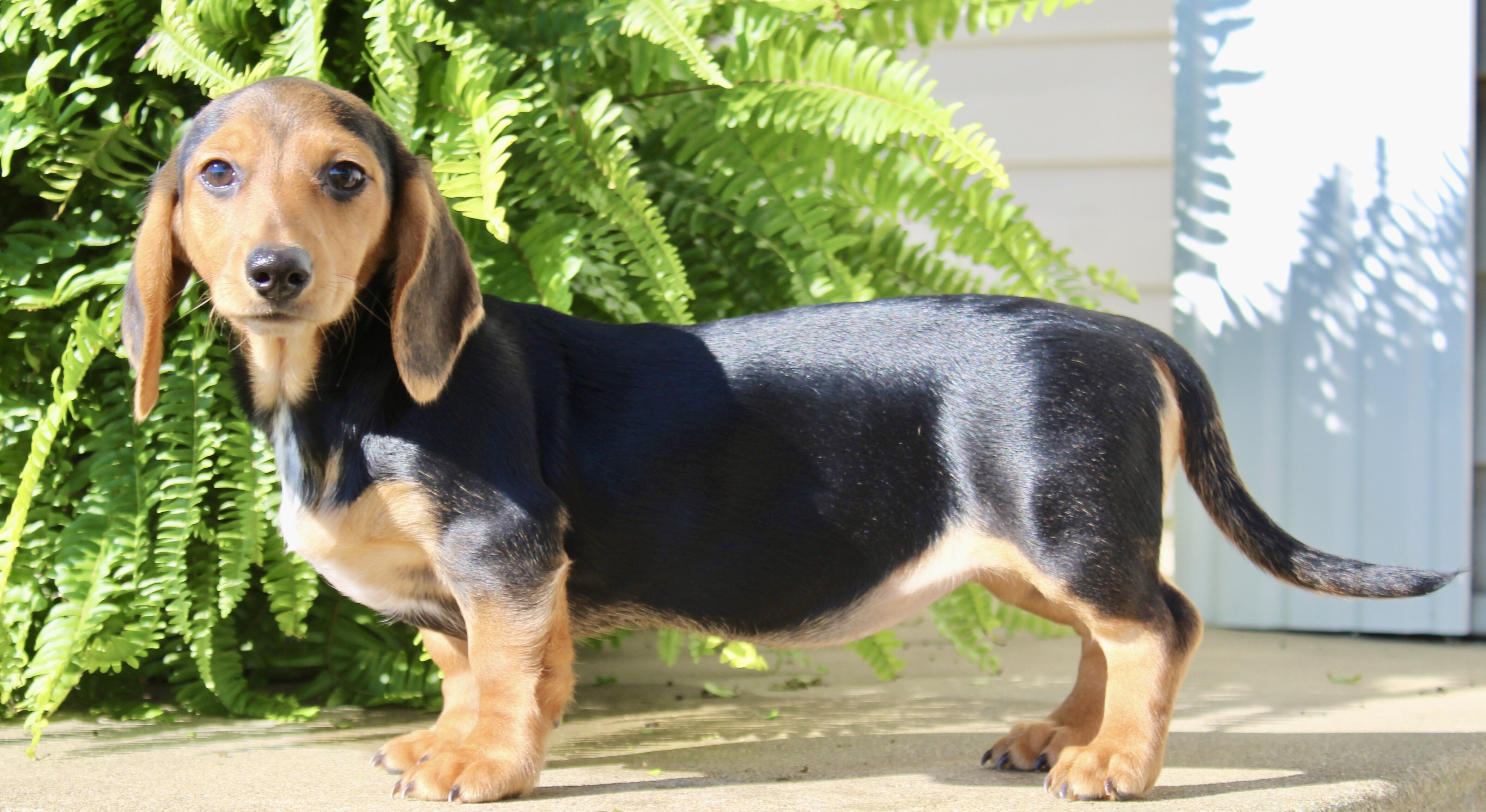 Marla Female Mini Dachshund image 6
