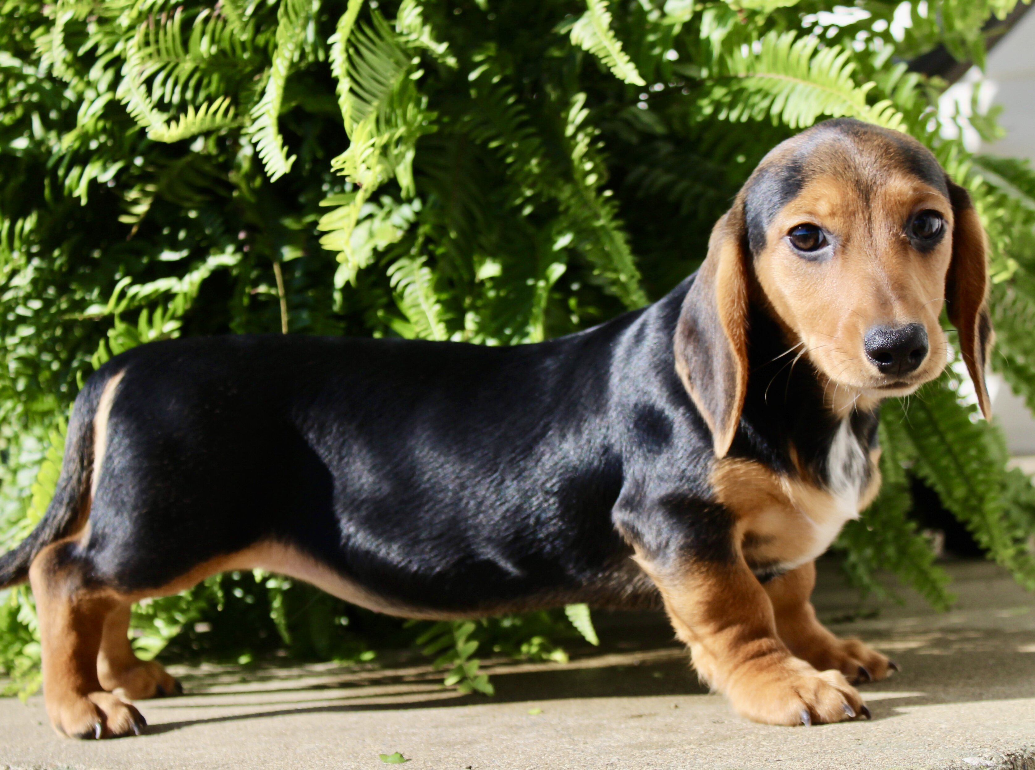 Marla Female Mini Dachshund image 5