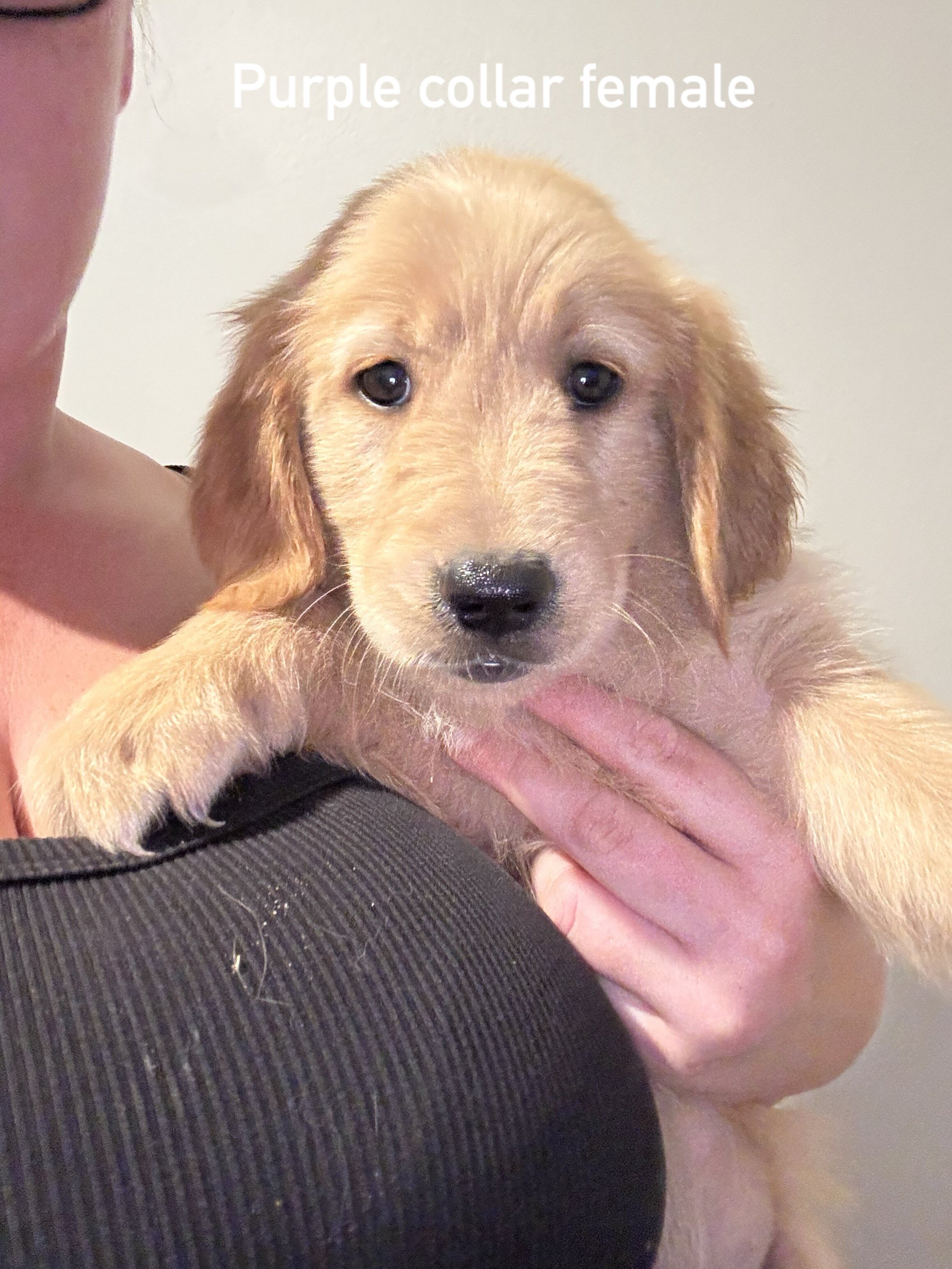 Golden retriever puppies image 8