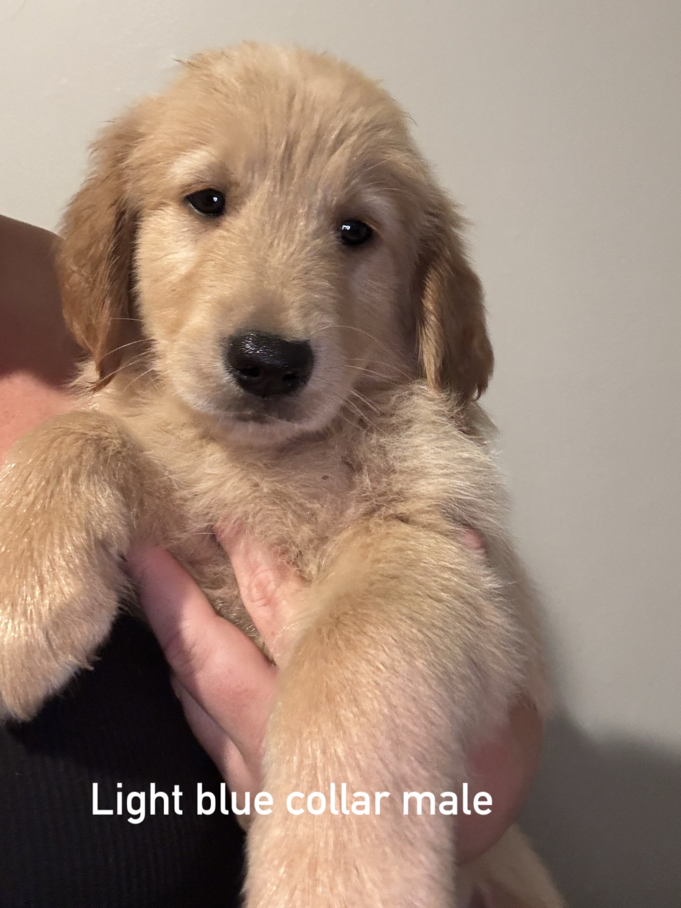 Golden retriever puppies image 7