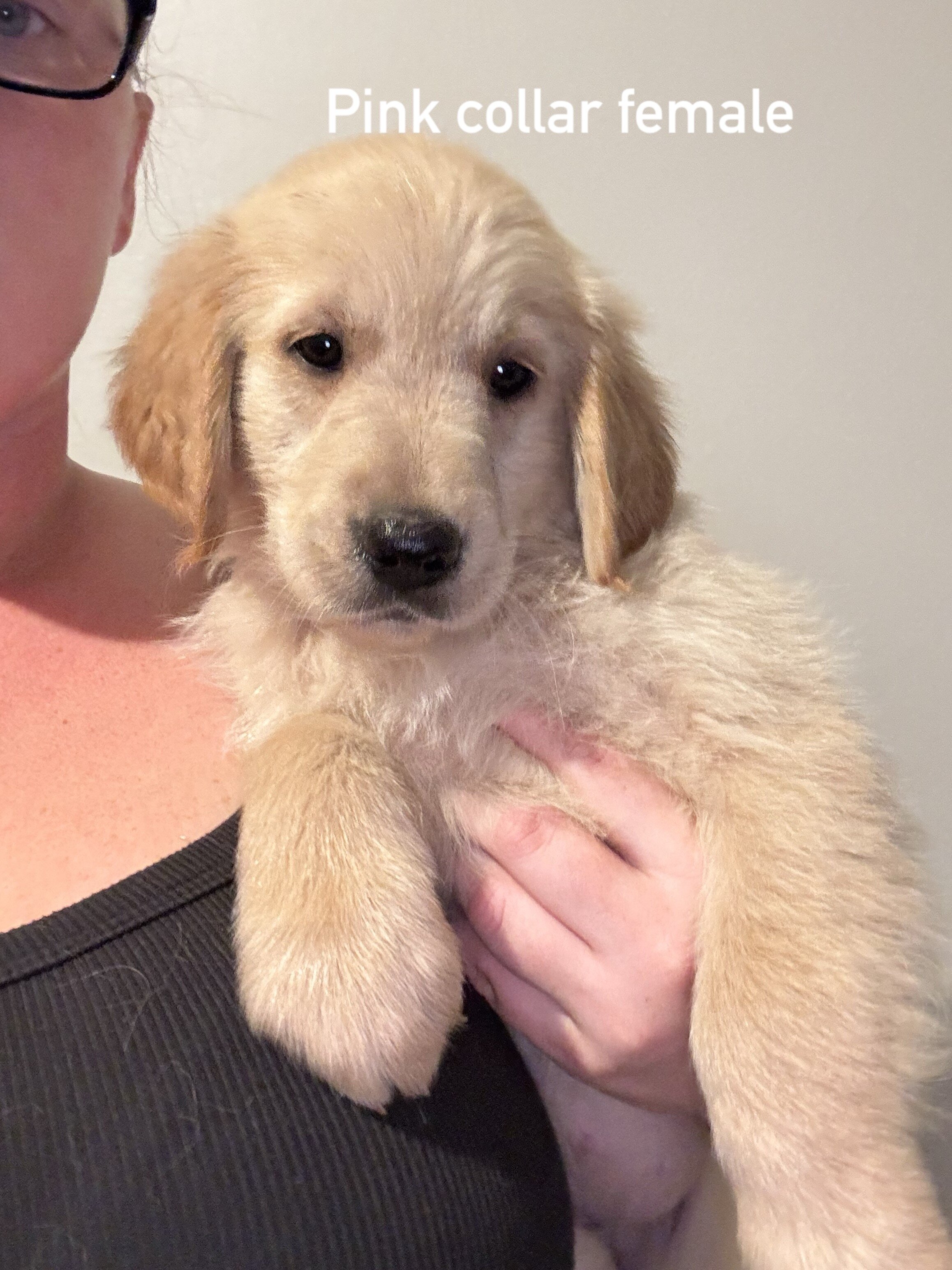 Golden retriever puppies image 6
