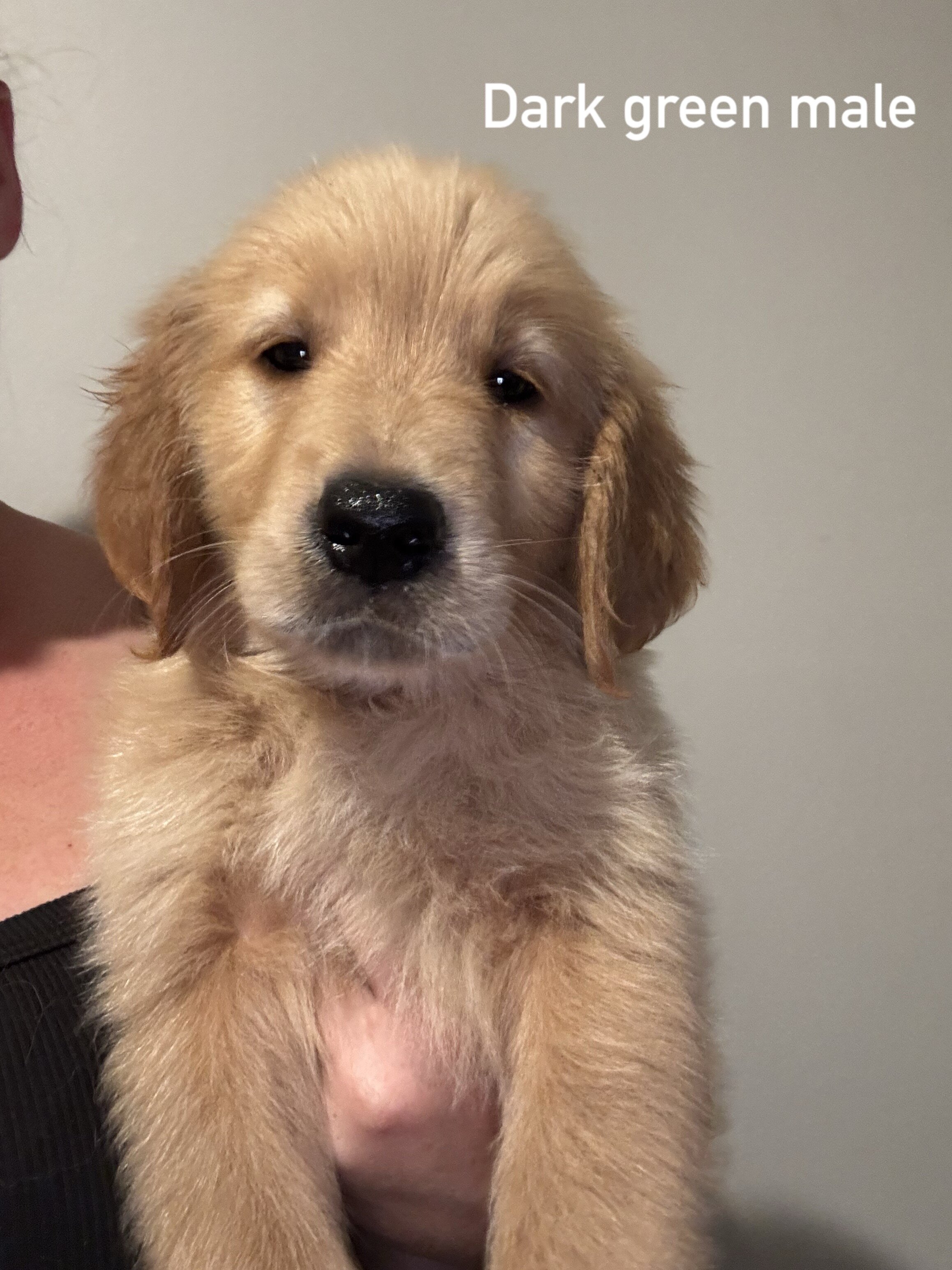Golden retriever puppies image 5