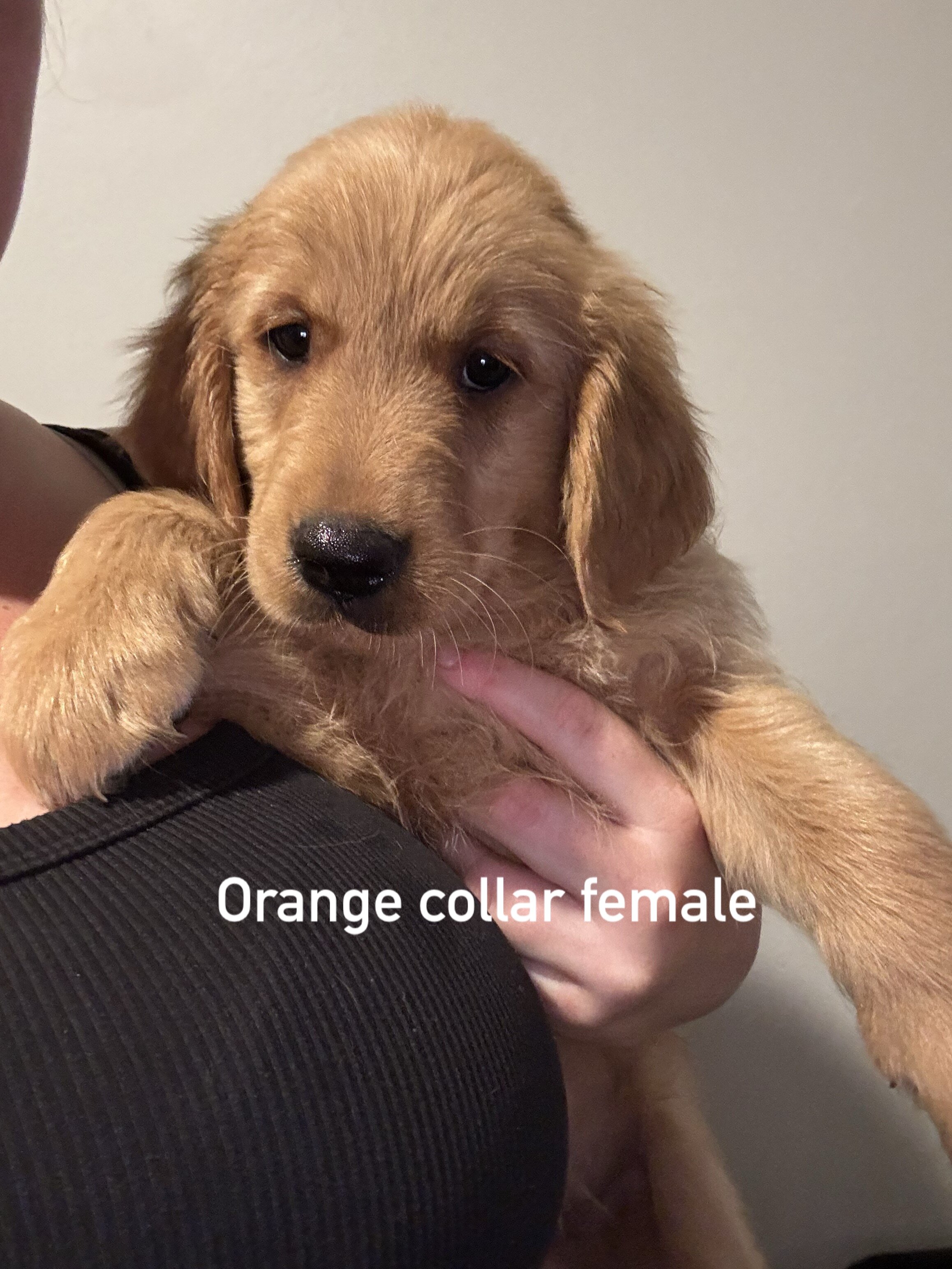Golden retriever puppies image 4