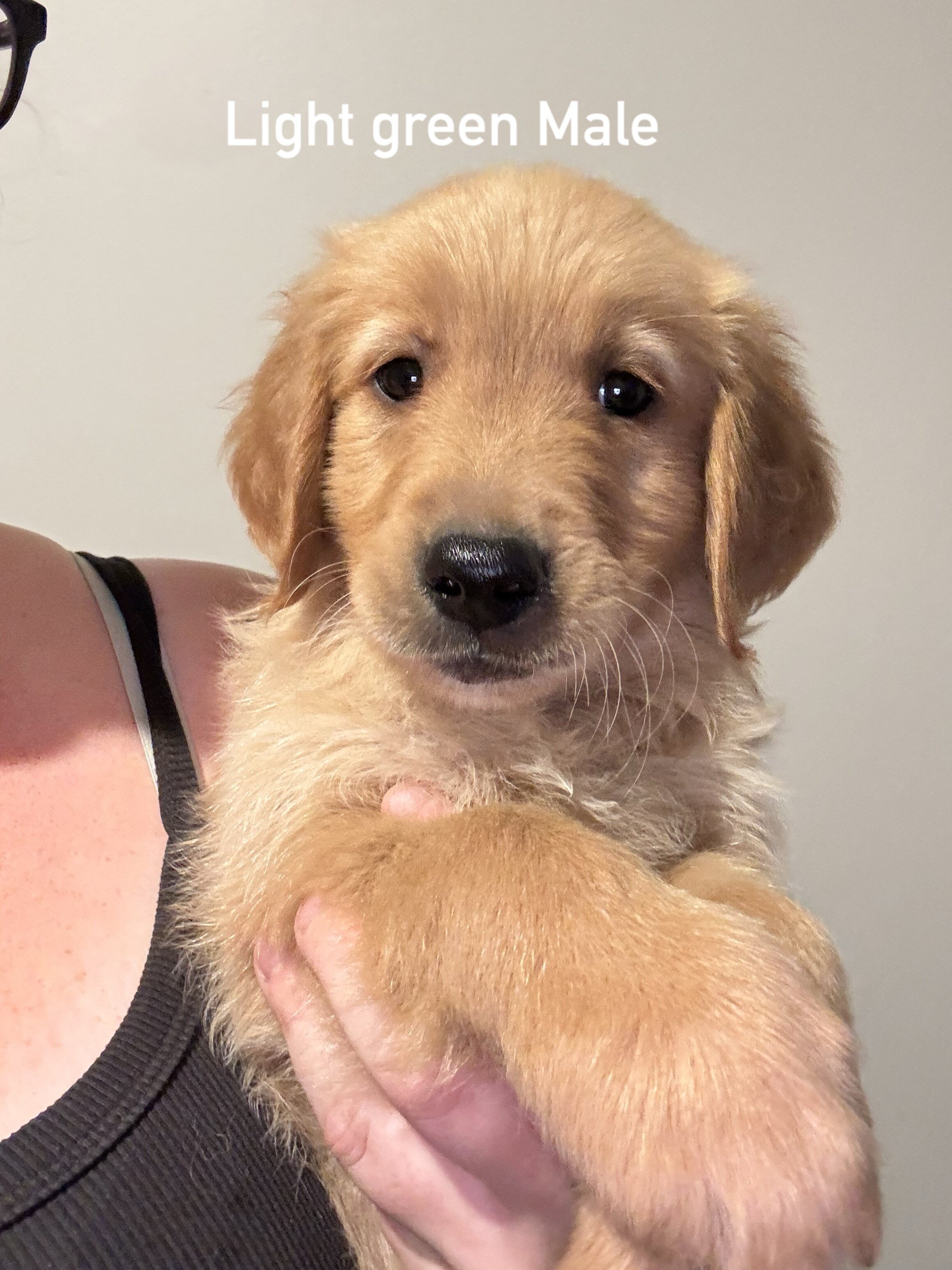 Golden retriever puppies image 3