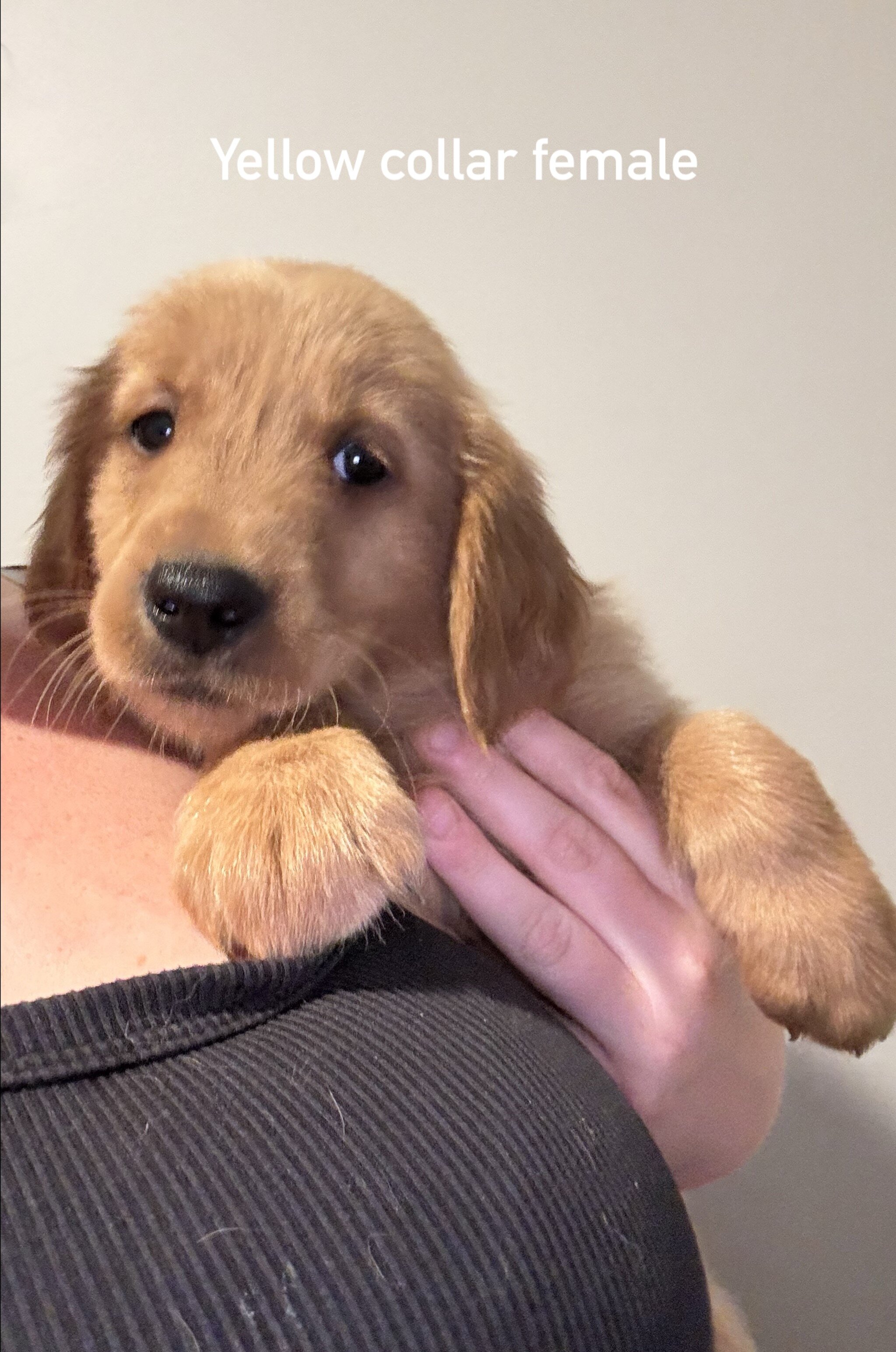 Golden retriever puppies image 2