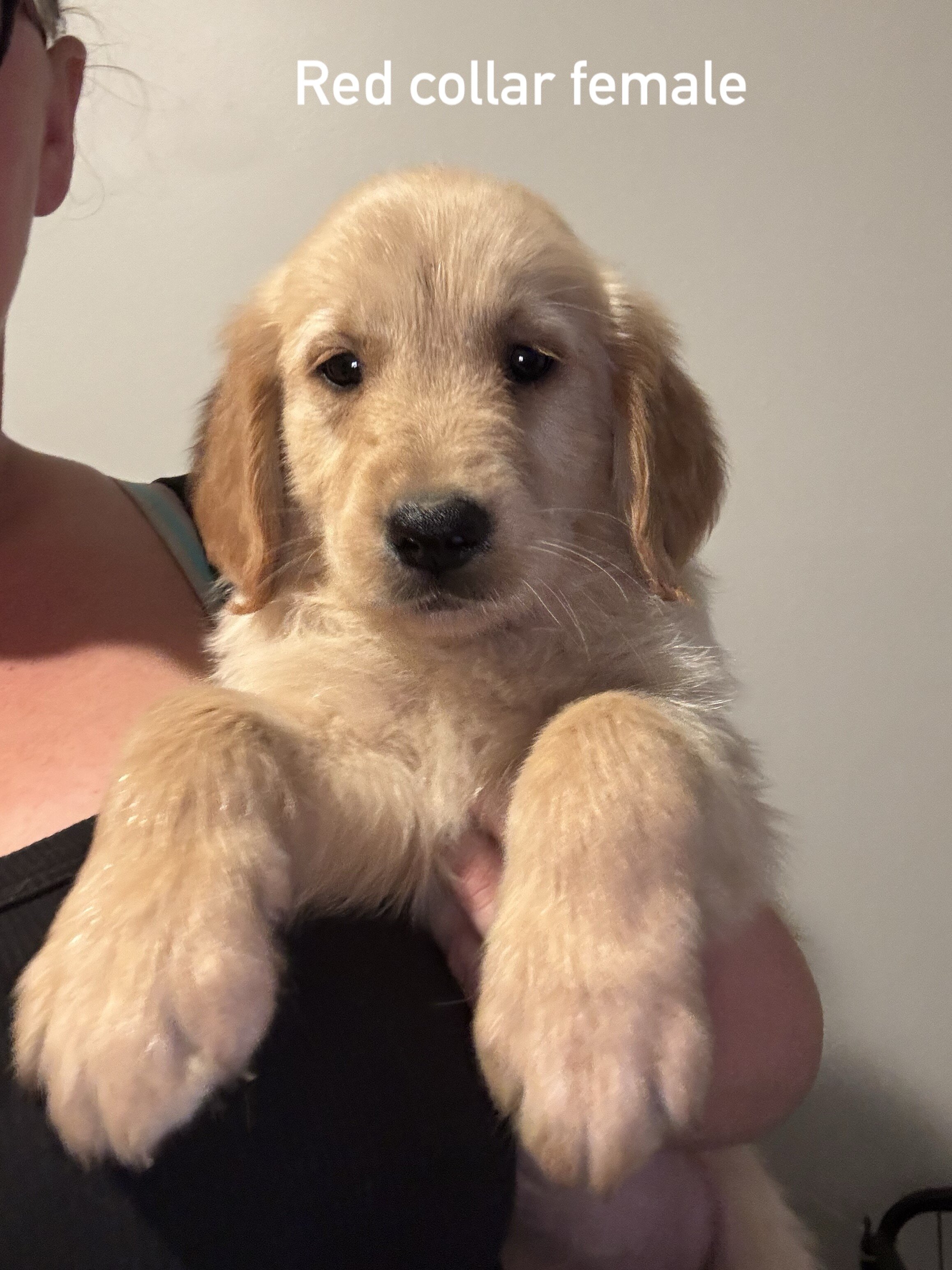 Golden retriever puppies image 1