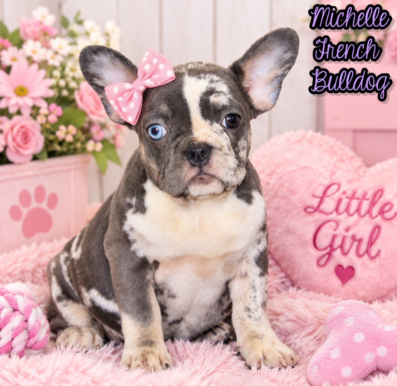 Michelle Female AKC French Bulldog image 1