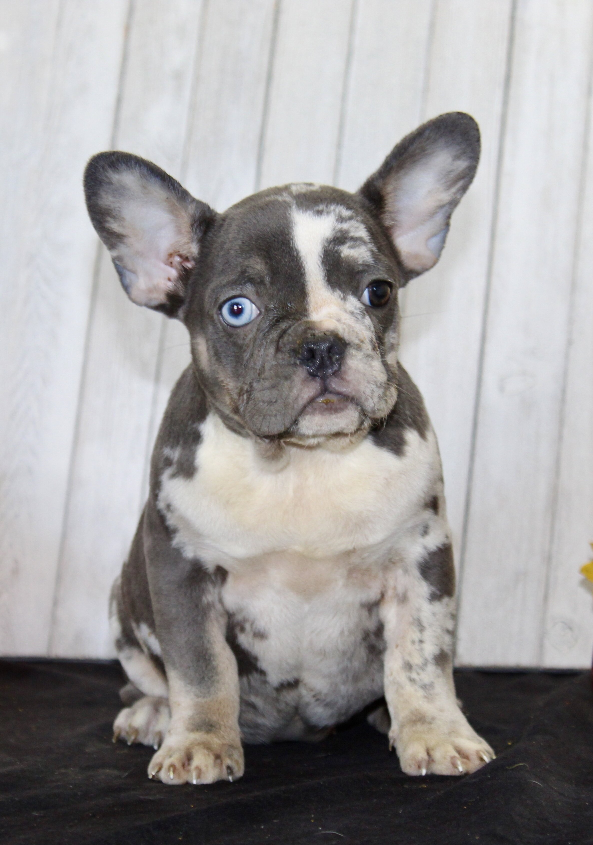 Michelle Female AKC French Bulldog image 3