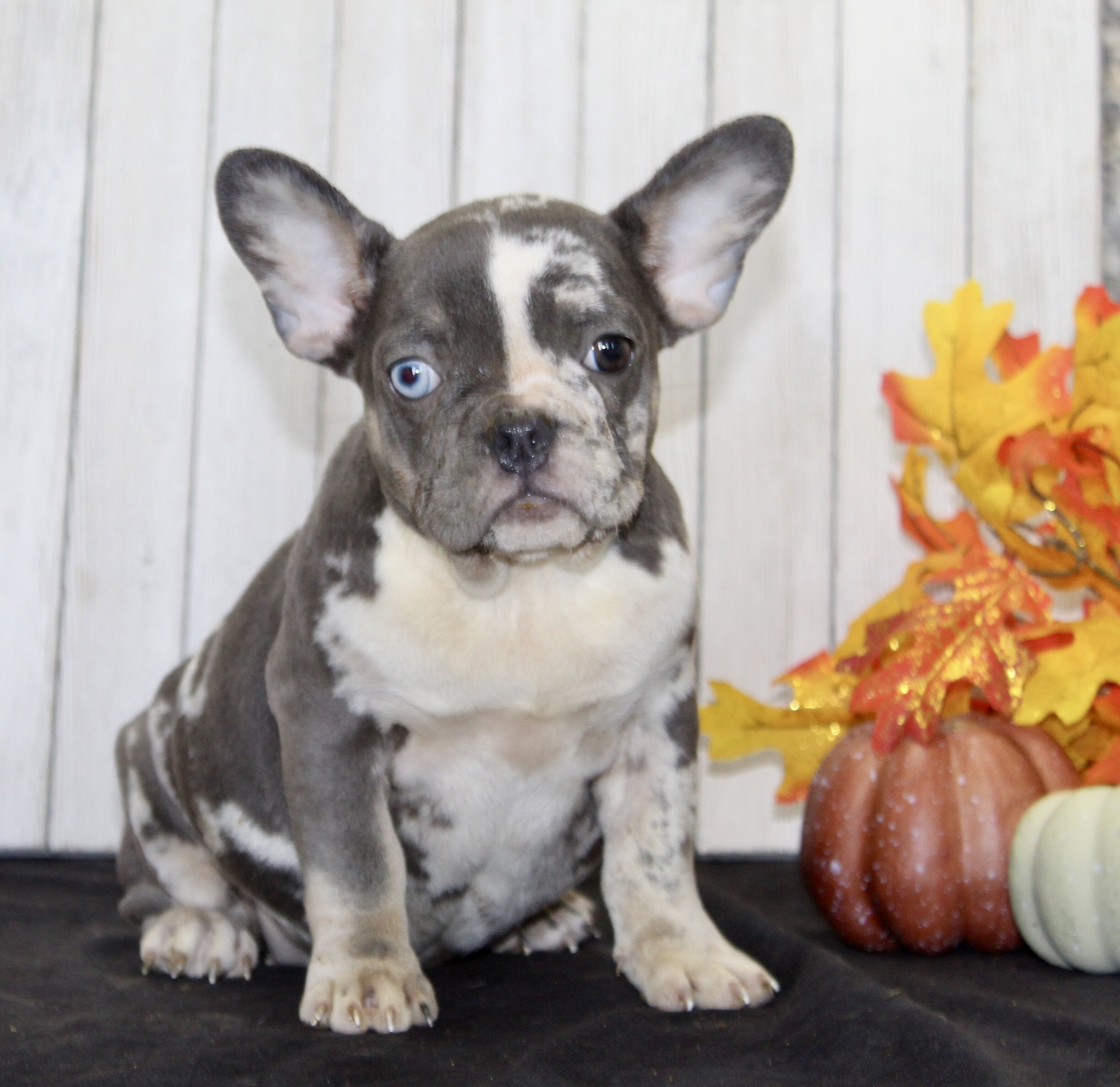 Michelle Female AKC French Bulldog image 4