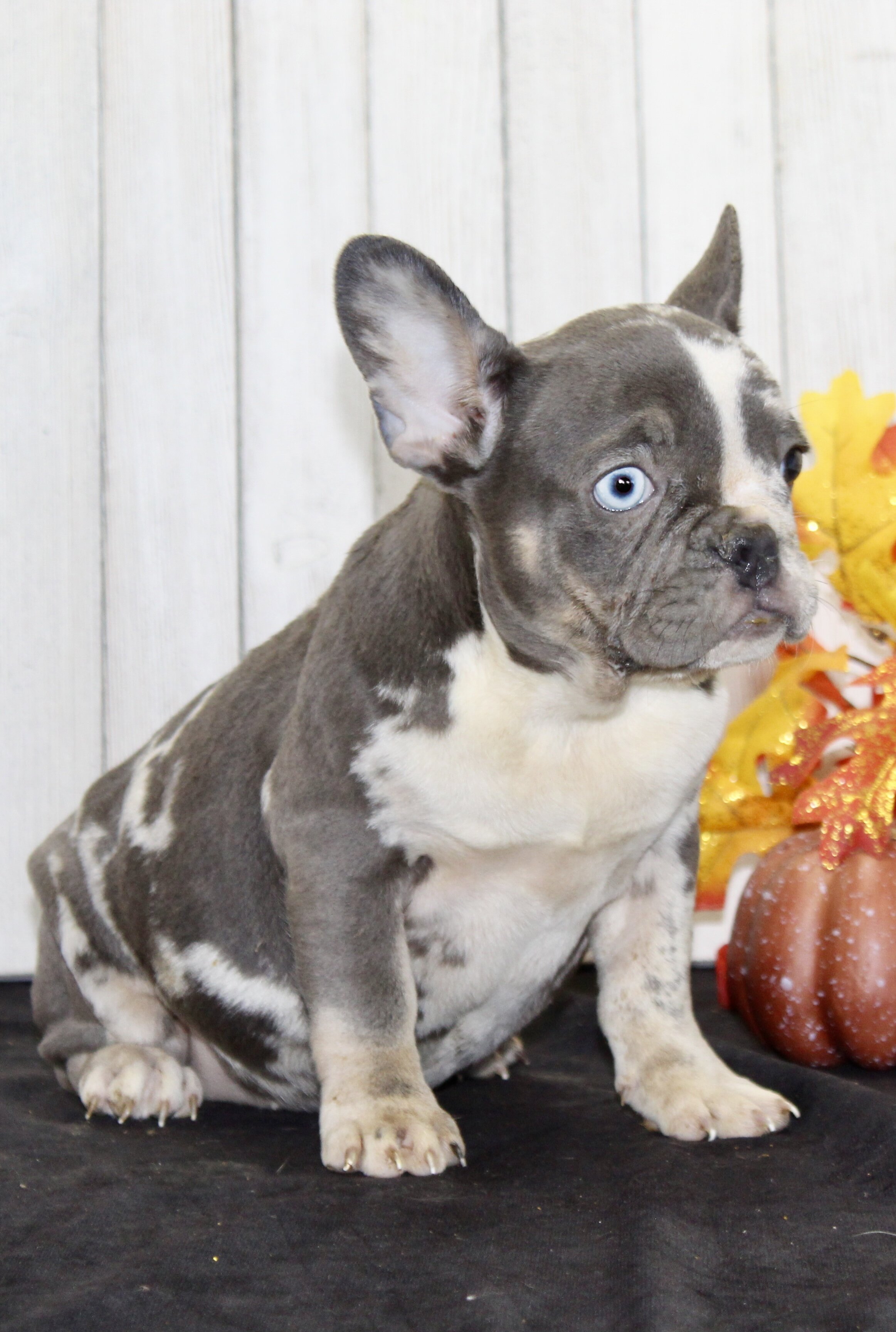 Michelle Female AKC French Bulldog image 2