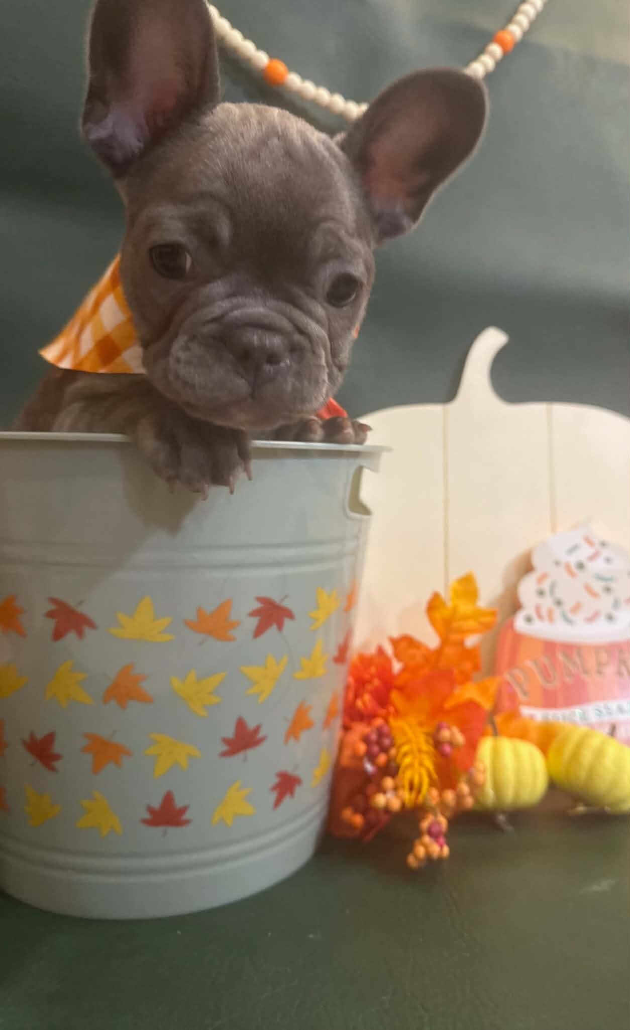 Male French Bull Dog - RUSTY image 6