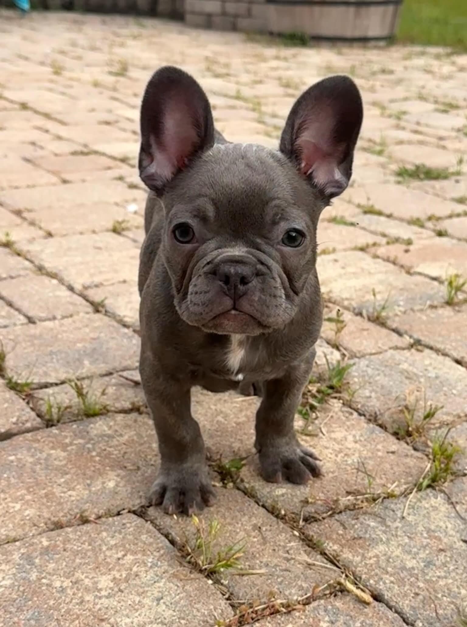 Male French Bull Dog - RUSTY image 3
