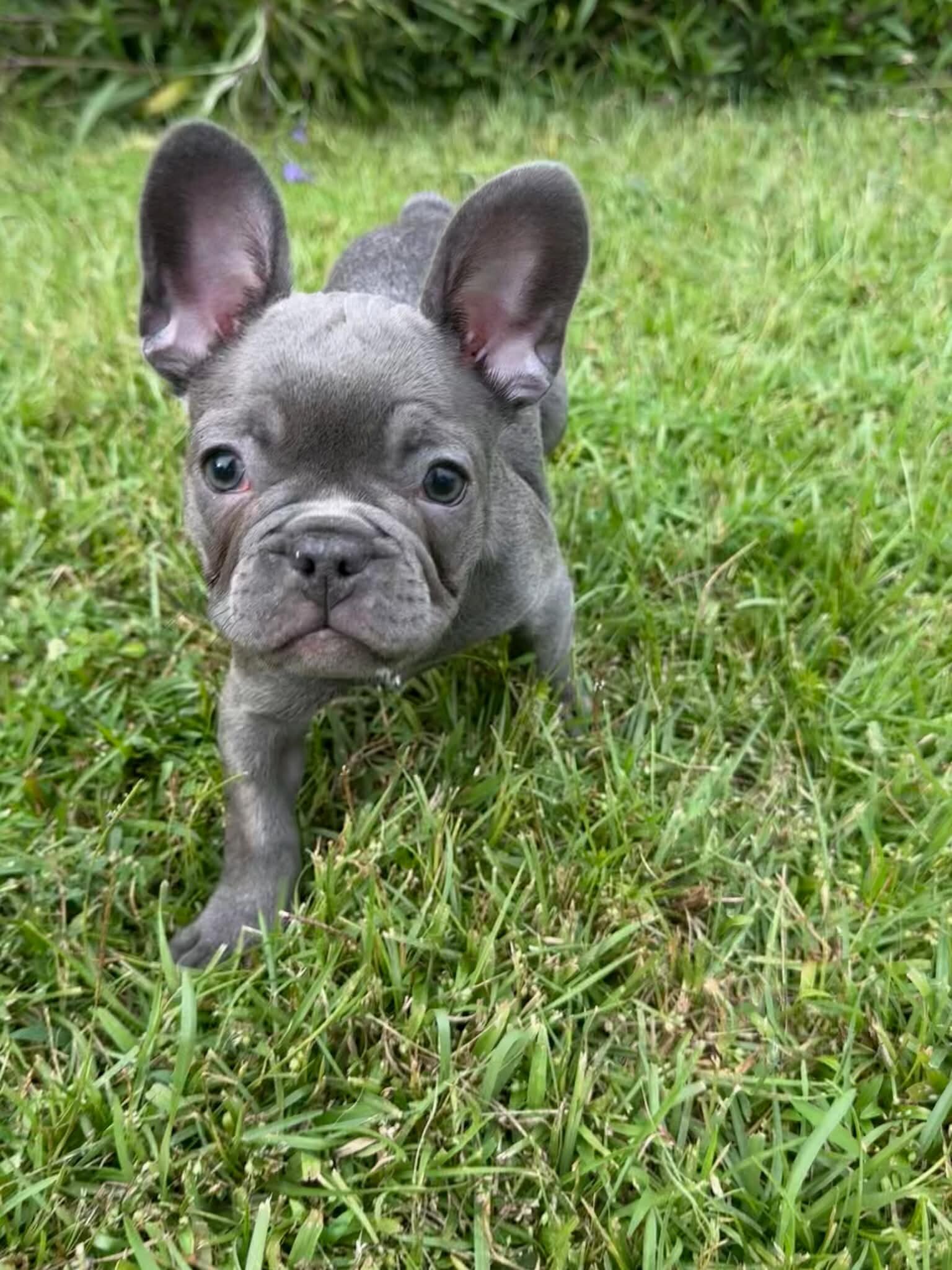 Male French Bull Dog - RUSTY image 1