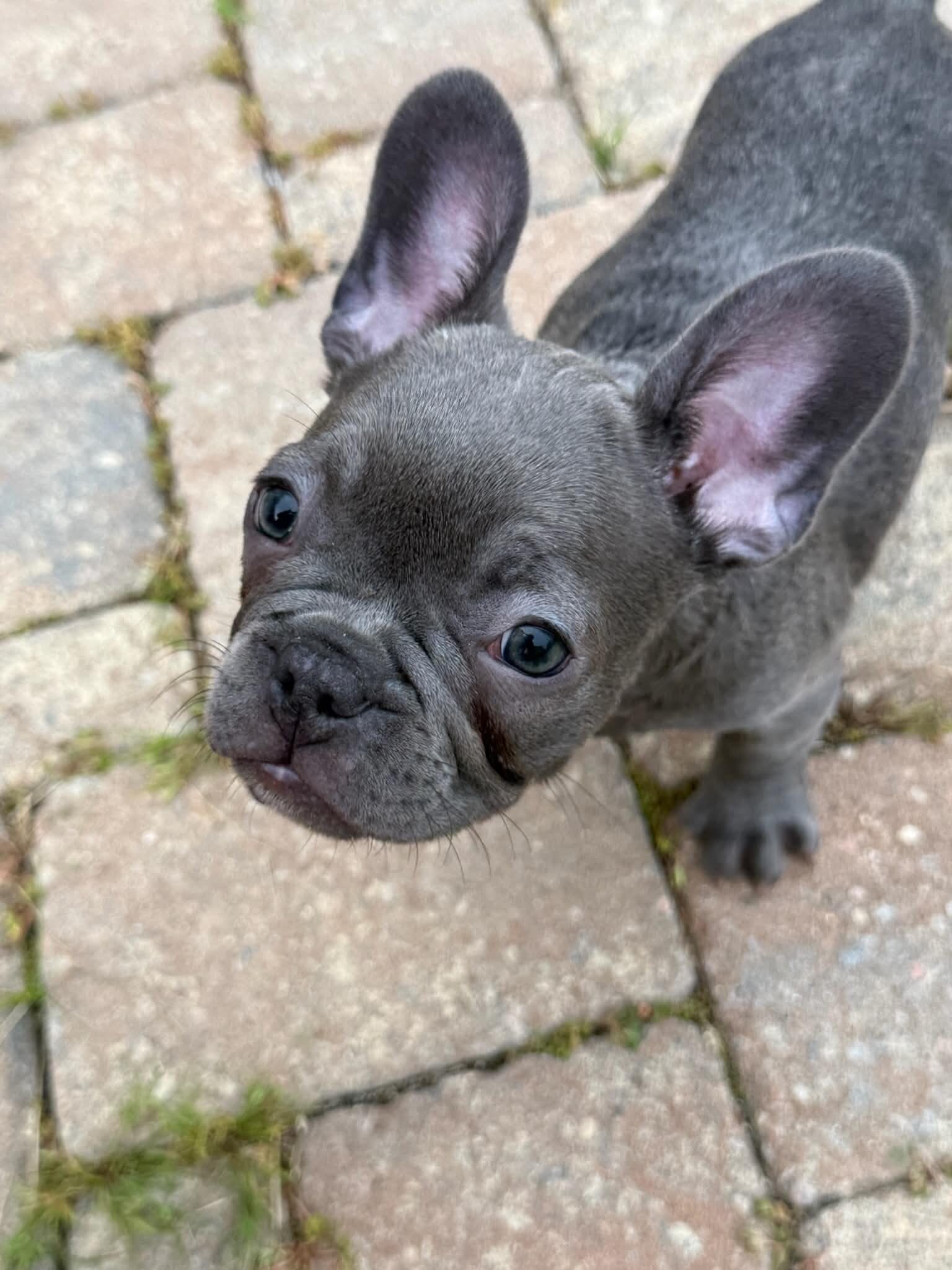 Male French Bull Dog - RUSTY image 2