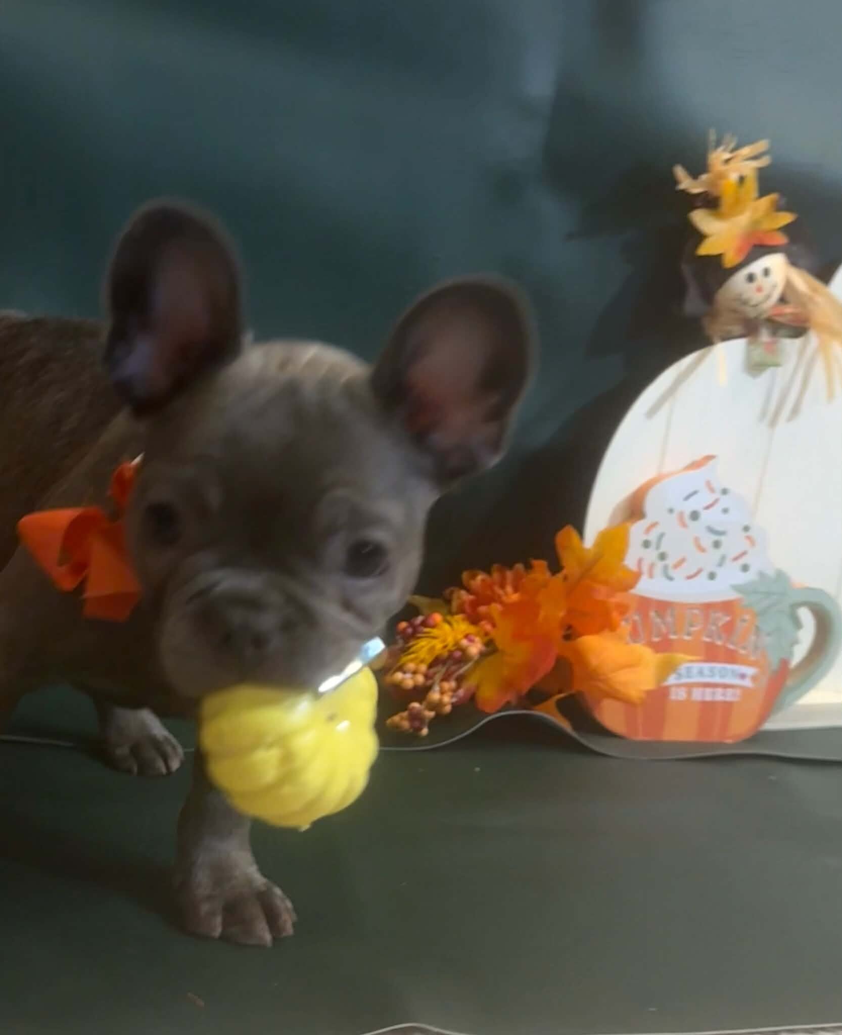 Male French Bull Dog - RUSTY image 7