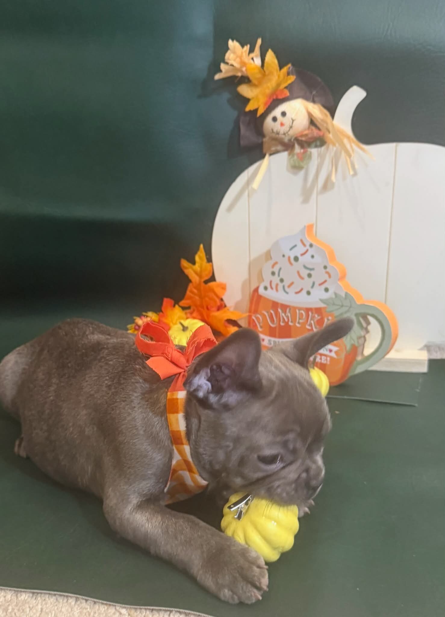 Male French Bull Dog - RUSTY image 8