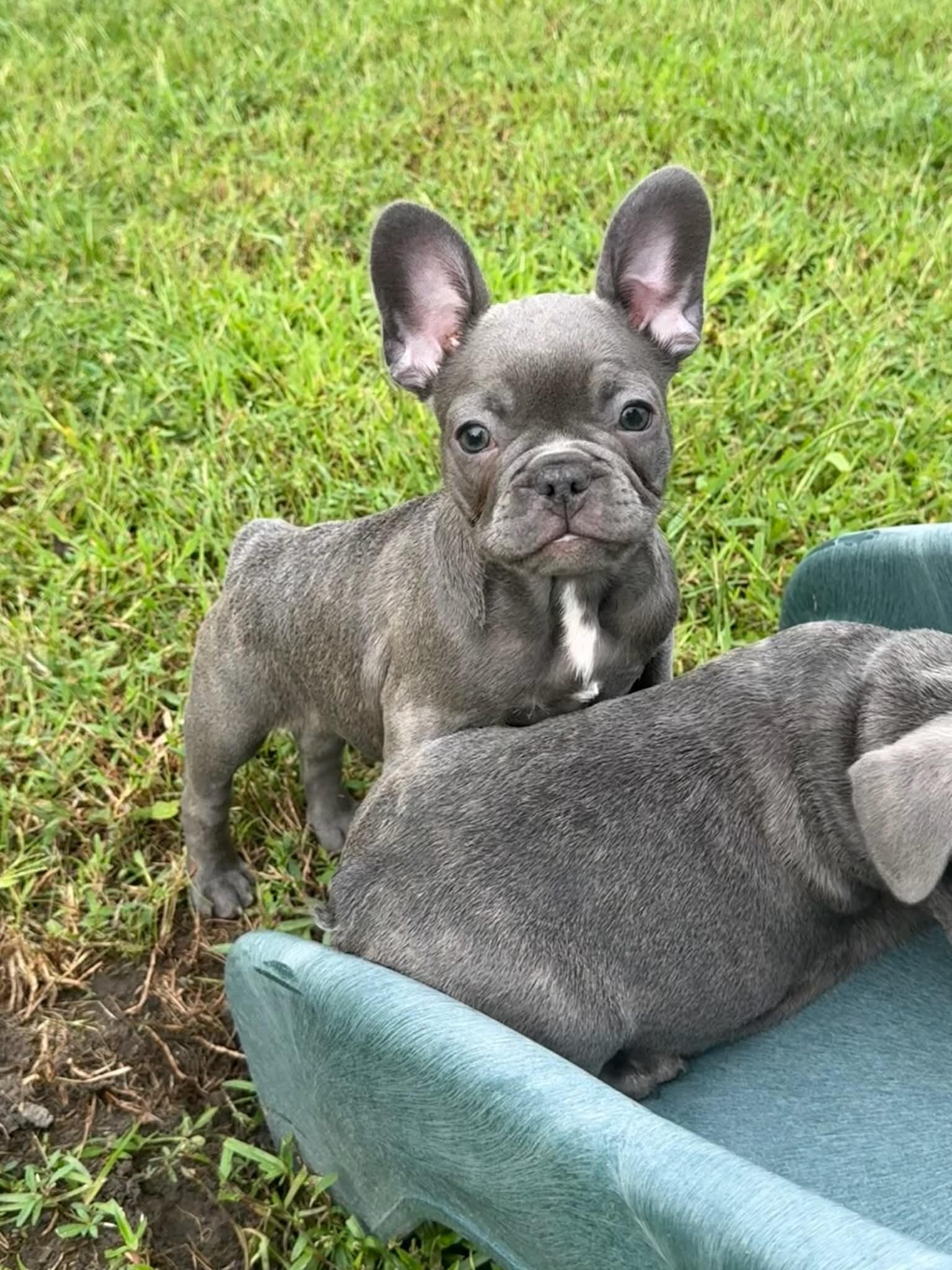 Male French Bull Dog - RUSTY image 4