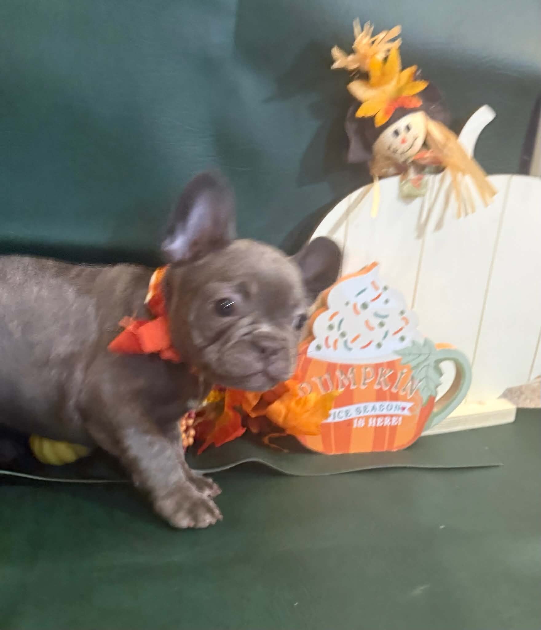 Male French Bull Dog - RUSTY image 9