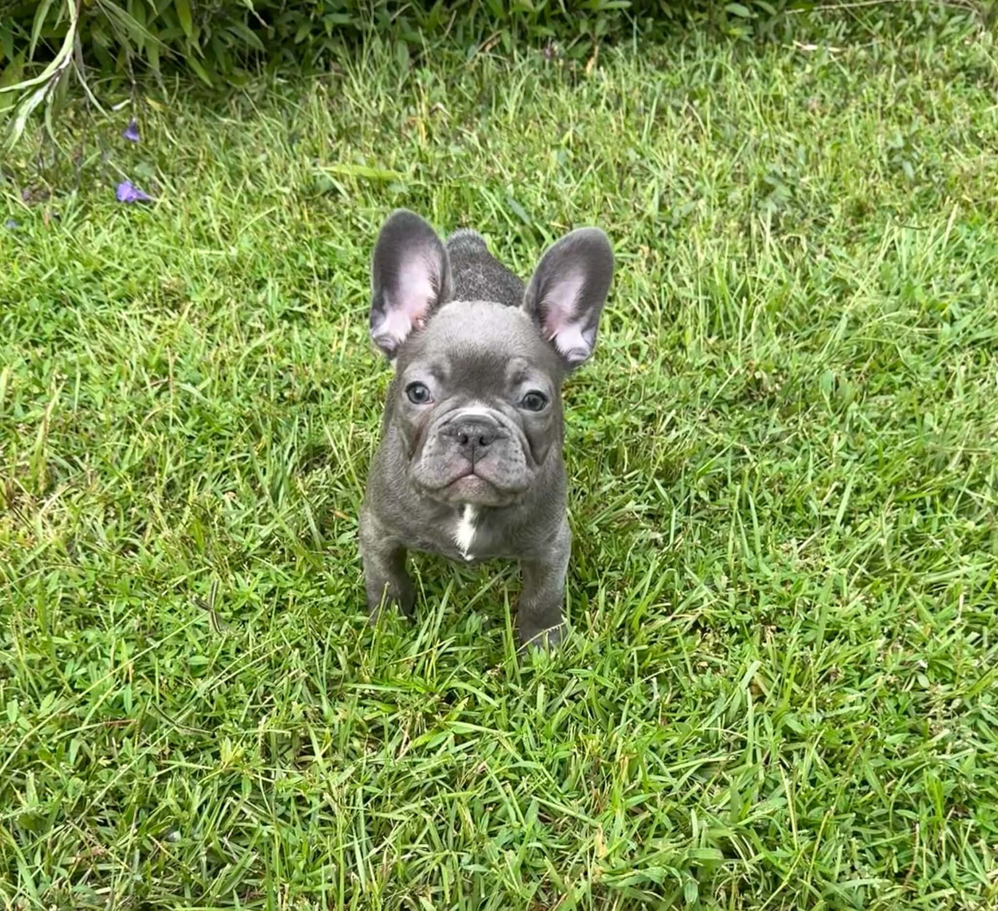 Male French Bull Dog - RUSTY image 5
