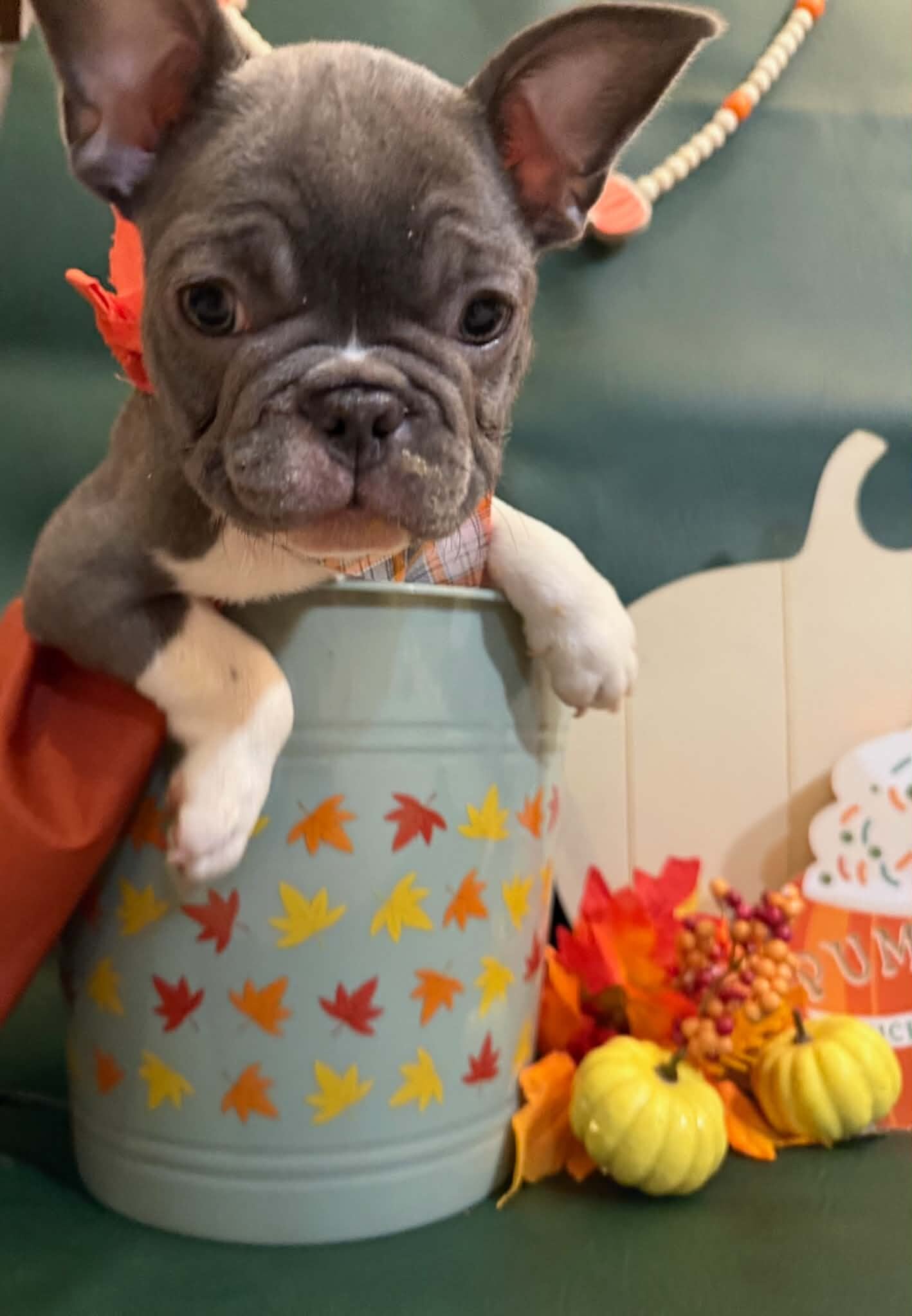 Male French Bulldog - JACK image 4