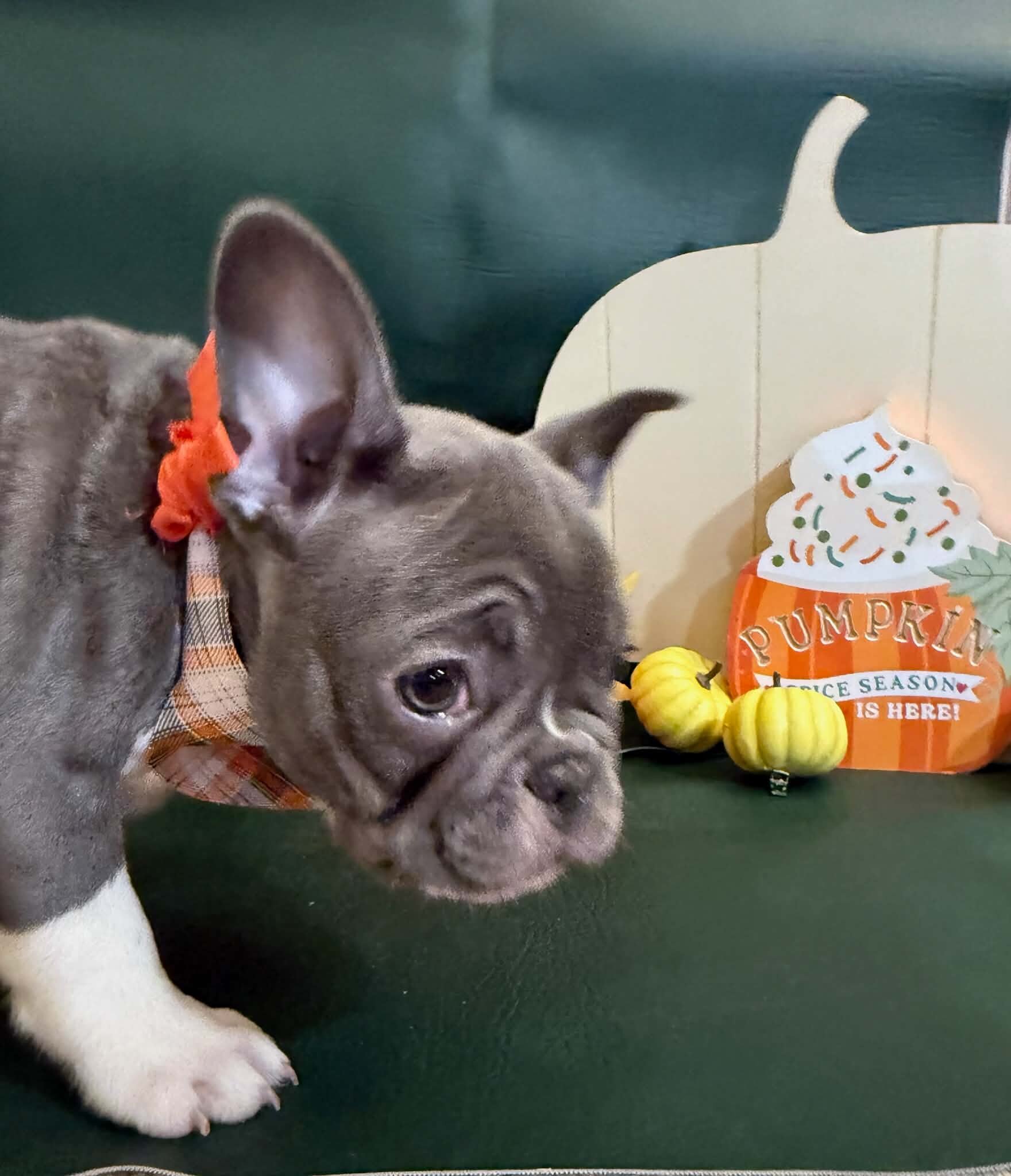 Male French Bulldog - JACK image 5