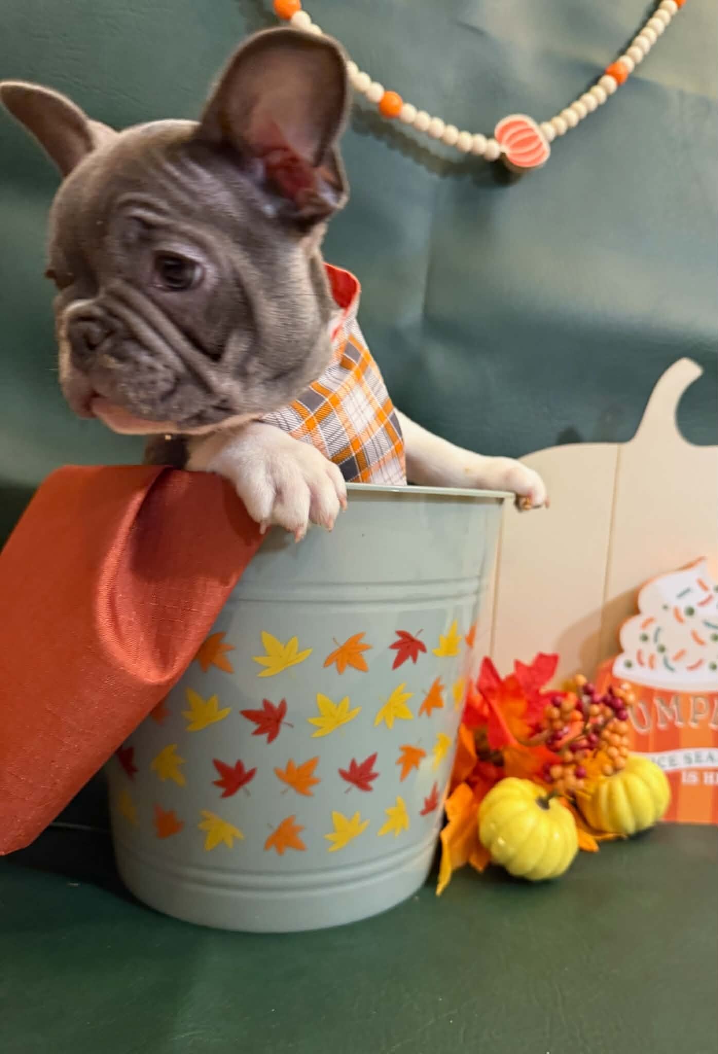 Male French Bulldog - JACK image 9