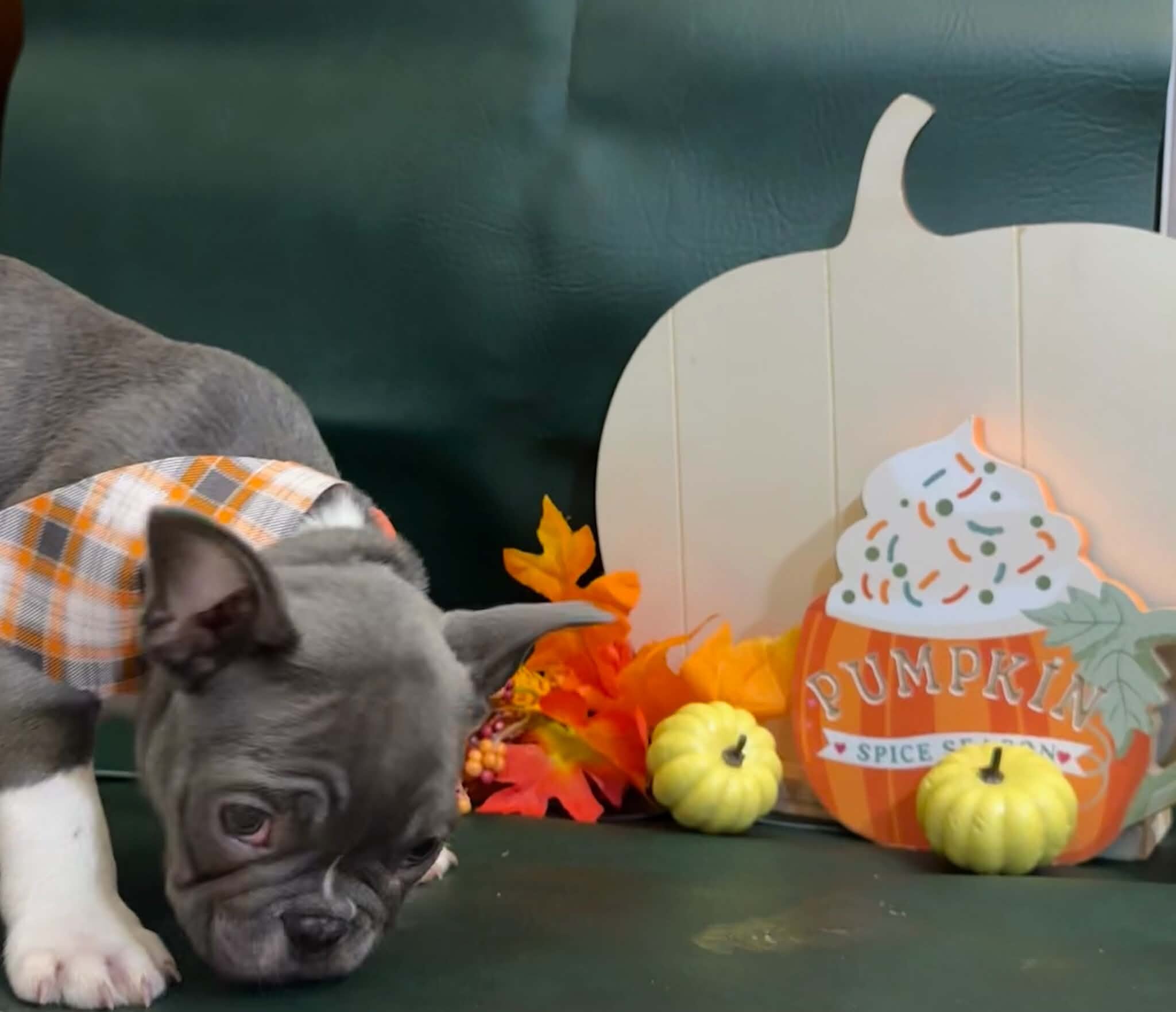 Male French Bulldog - JACK image 8