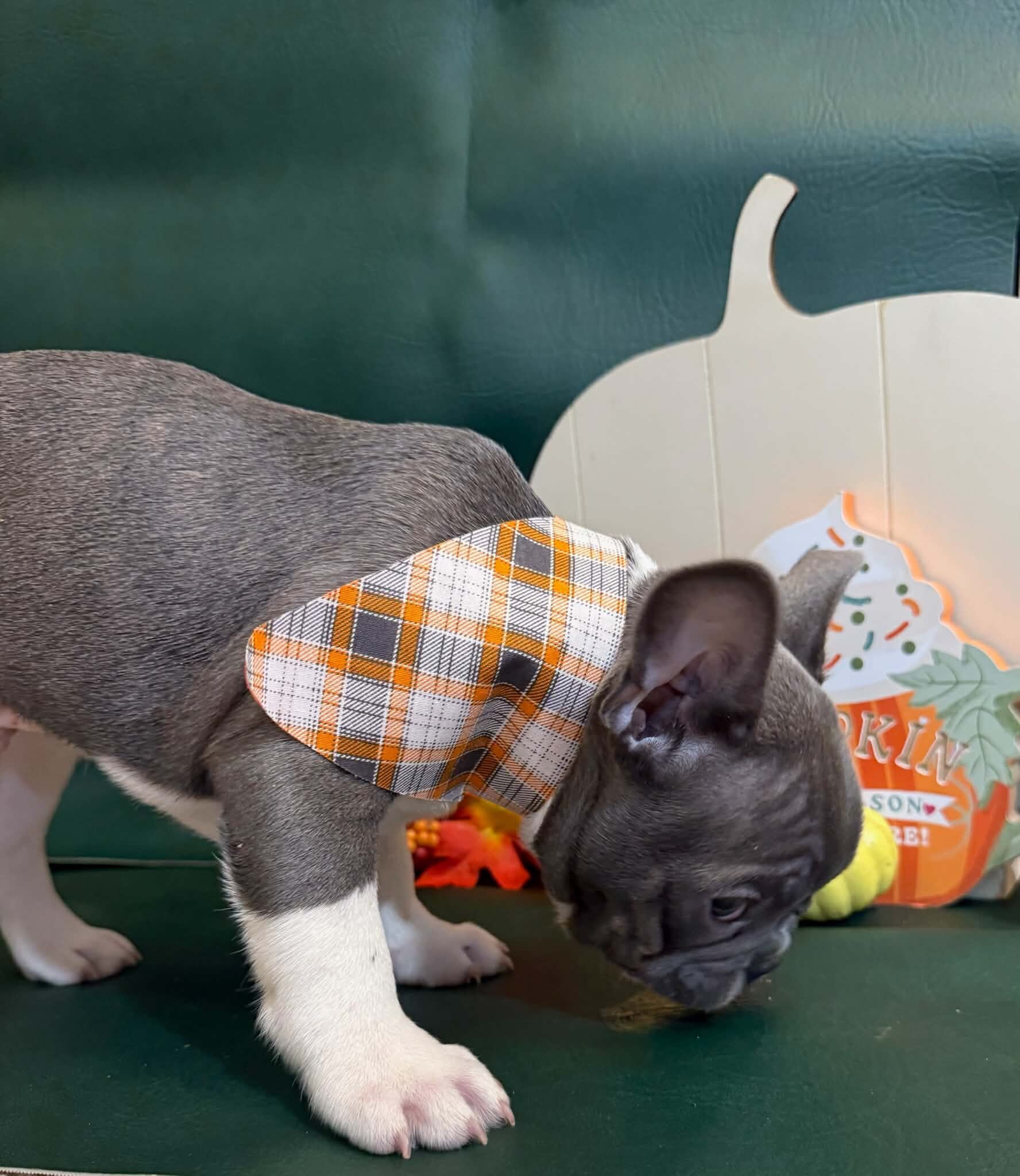 Male French Bulldog - JACK image 6