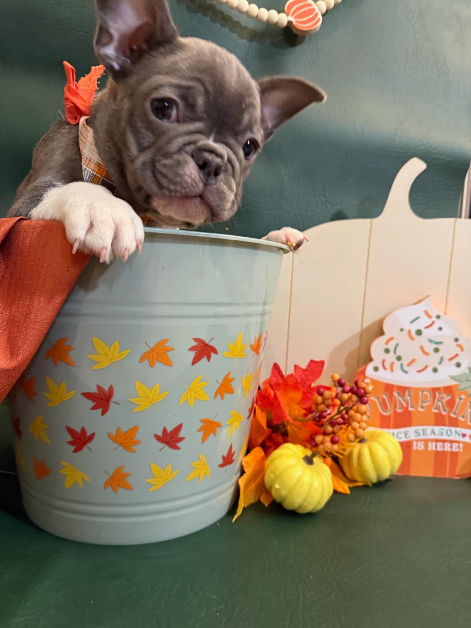Male French Bulldog - JACK image 7