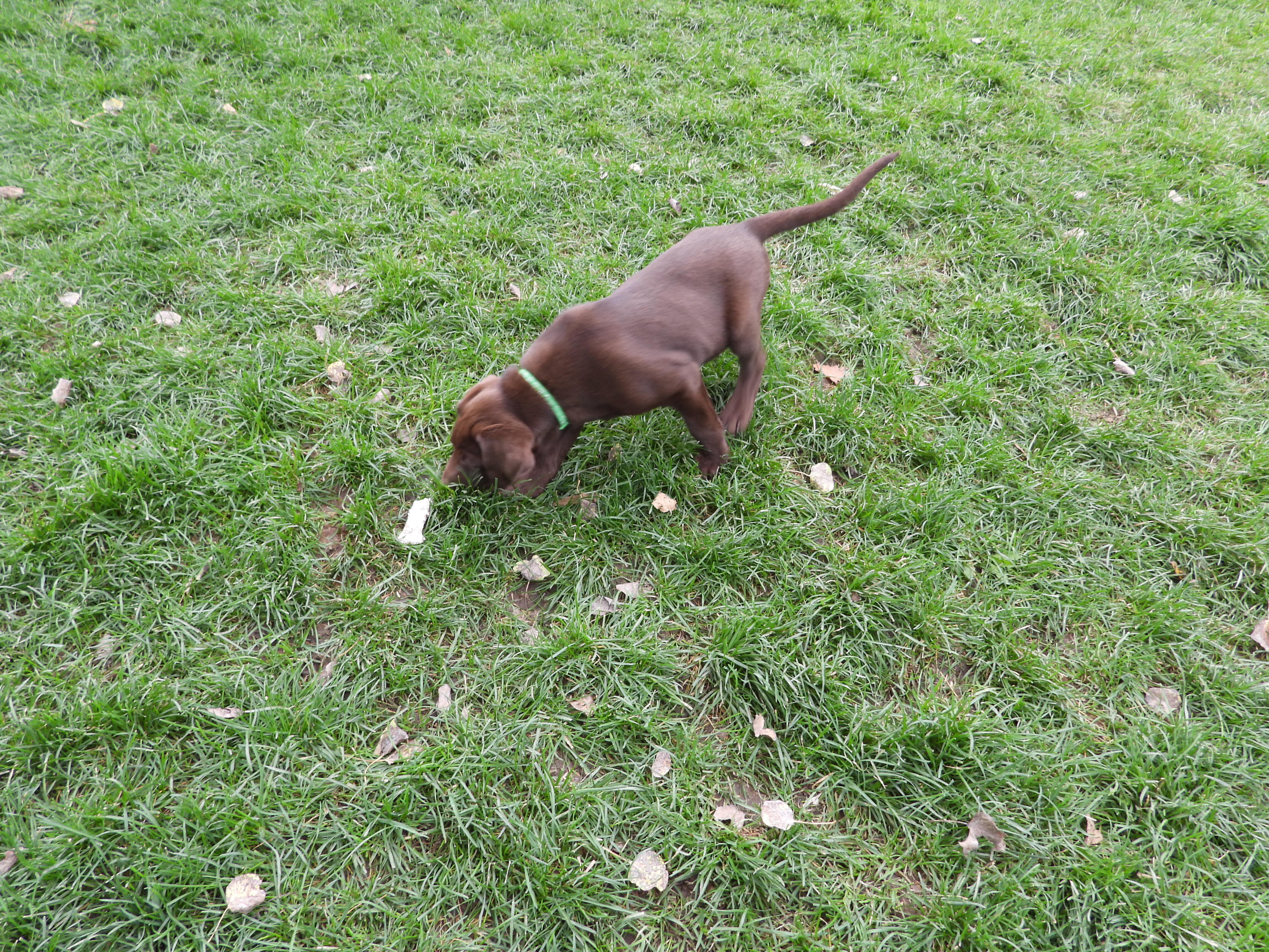 Chocolate Lab Puppies image 3